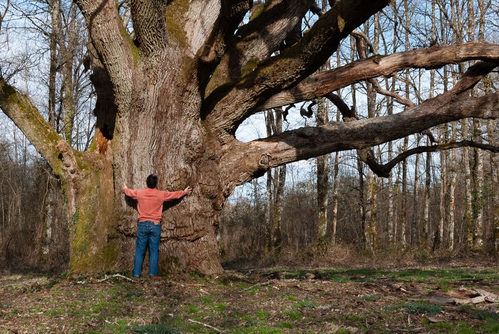 Nikon D80 sample photo. Tree, wood, nature photography