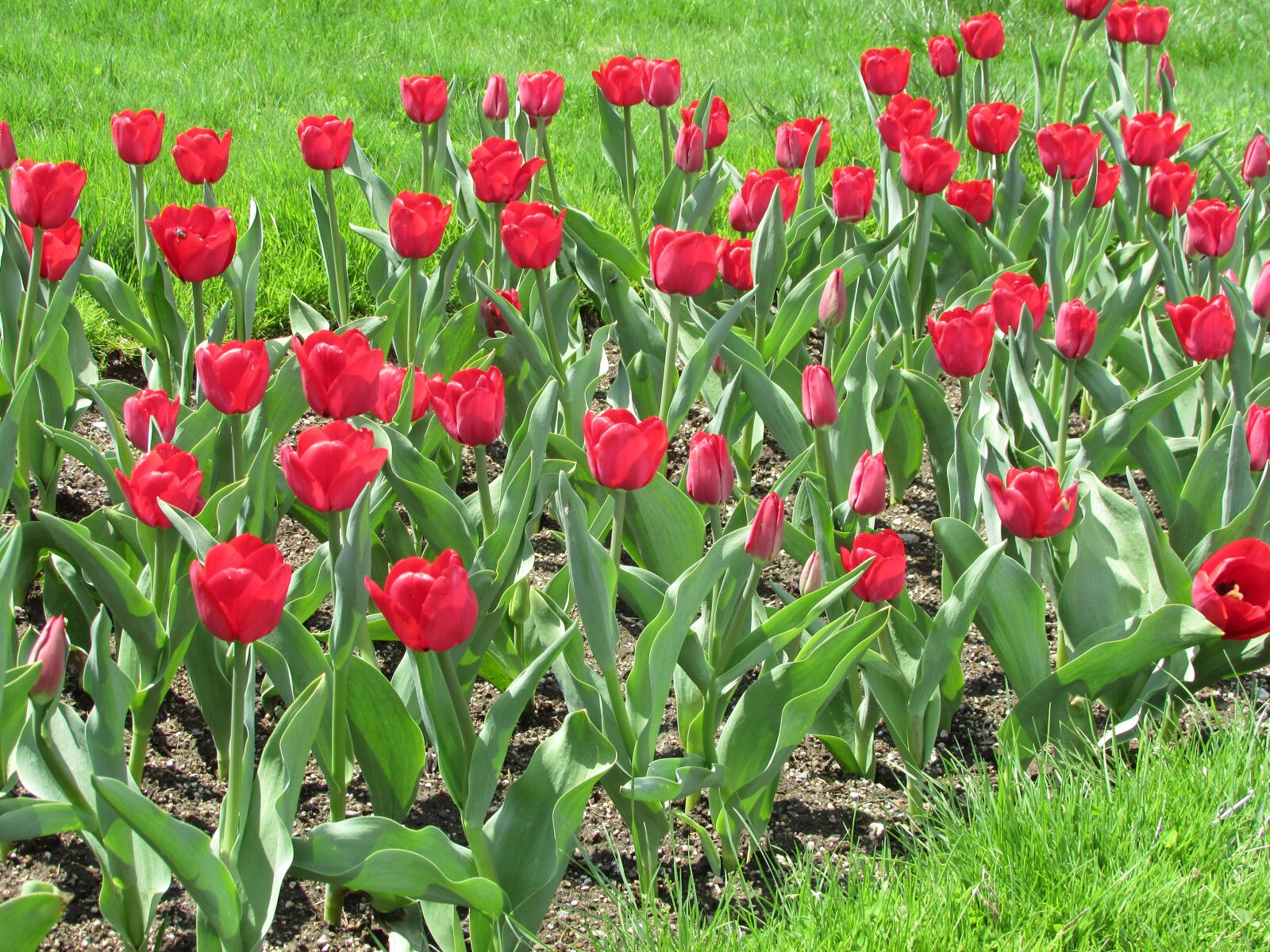 Canon PowerShot SX400 IS sample photo. Tulips, flowers, spring photography