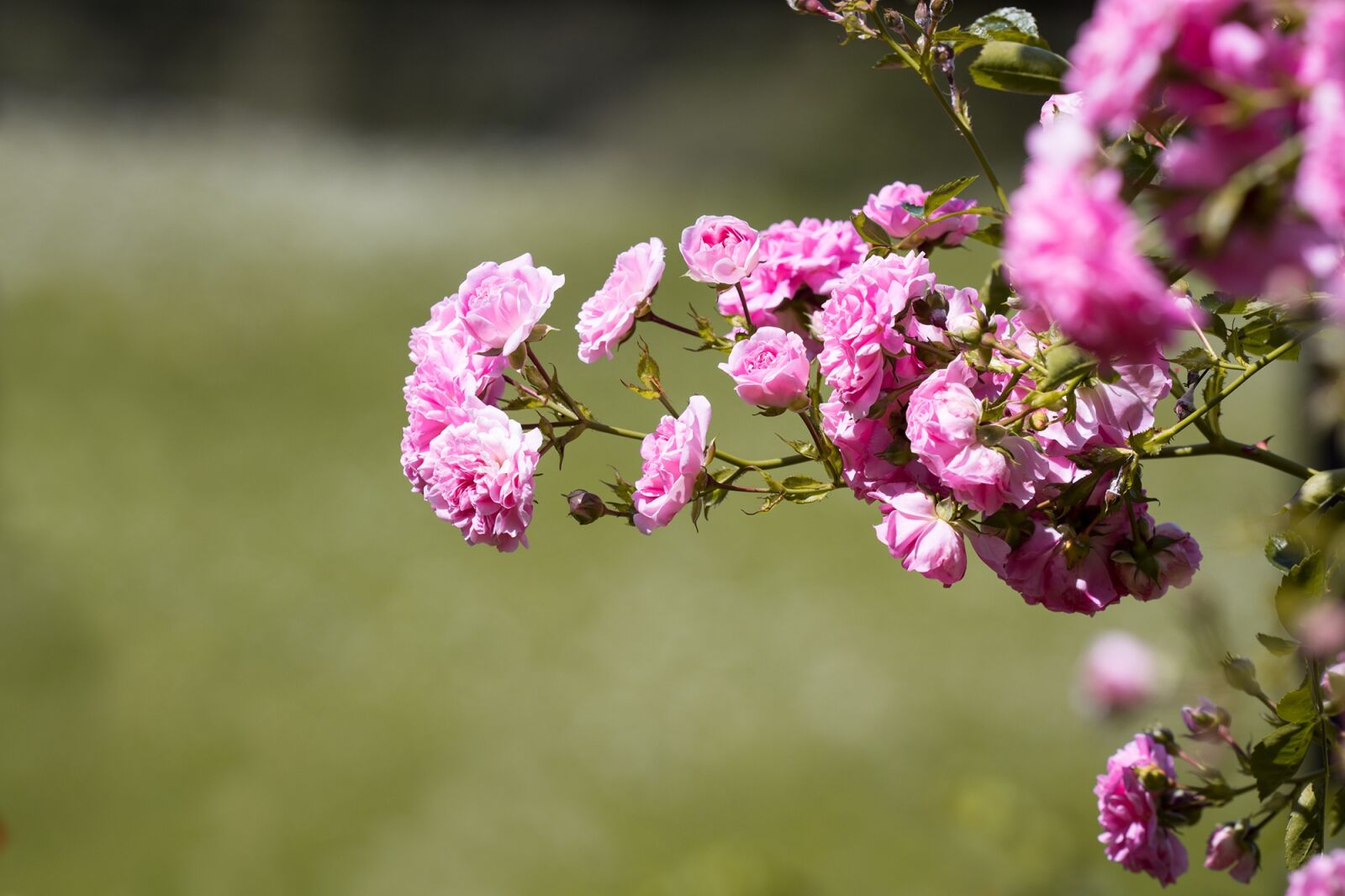 Nikon D7100 sample photo. Roses, pink, pink roses photography