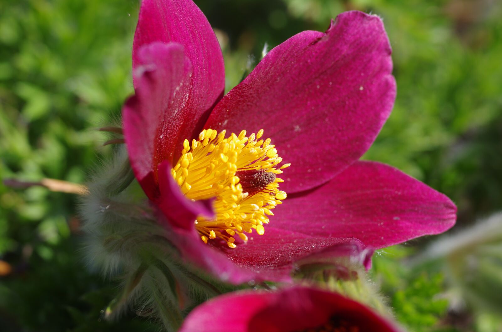 Pentax K-5 sample photo. Pasque flower, macro, close photography