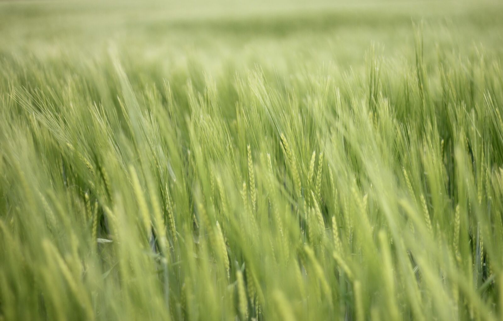 Canon EOS 550D (EOS Rebel T2i / EOS Kiss X4) sample photo. Field, cereals, agriculture photography