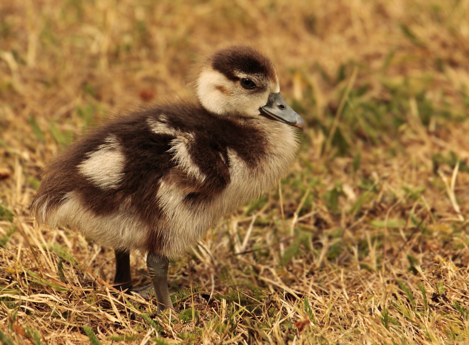 Canon EOS 100D (EOS Rebel SL1 / EOS Kiss X7) sample photo. Chicks, goslings, goose photography