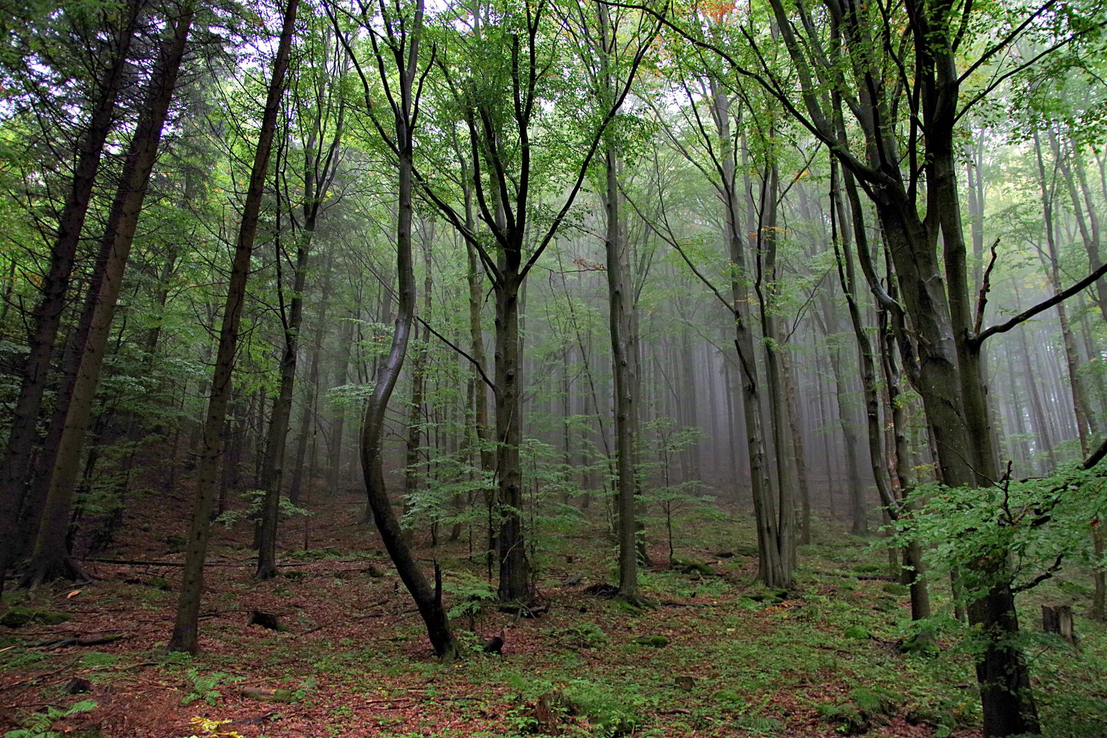 Pentax K-S2 sample photo. The fog, forest, mountains photography