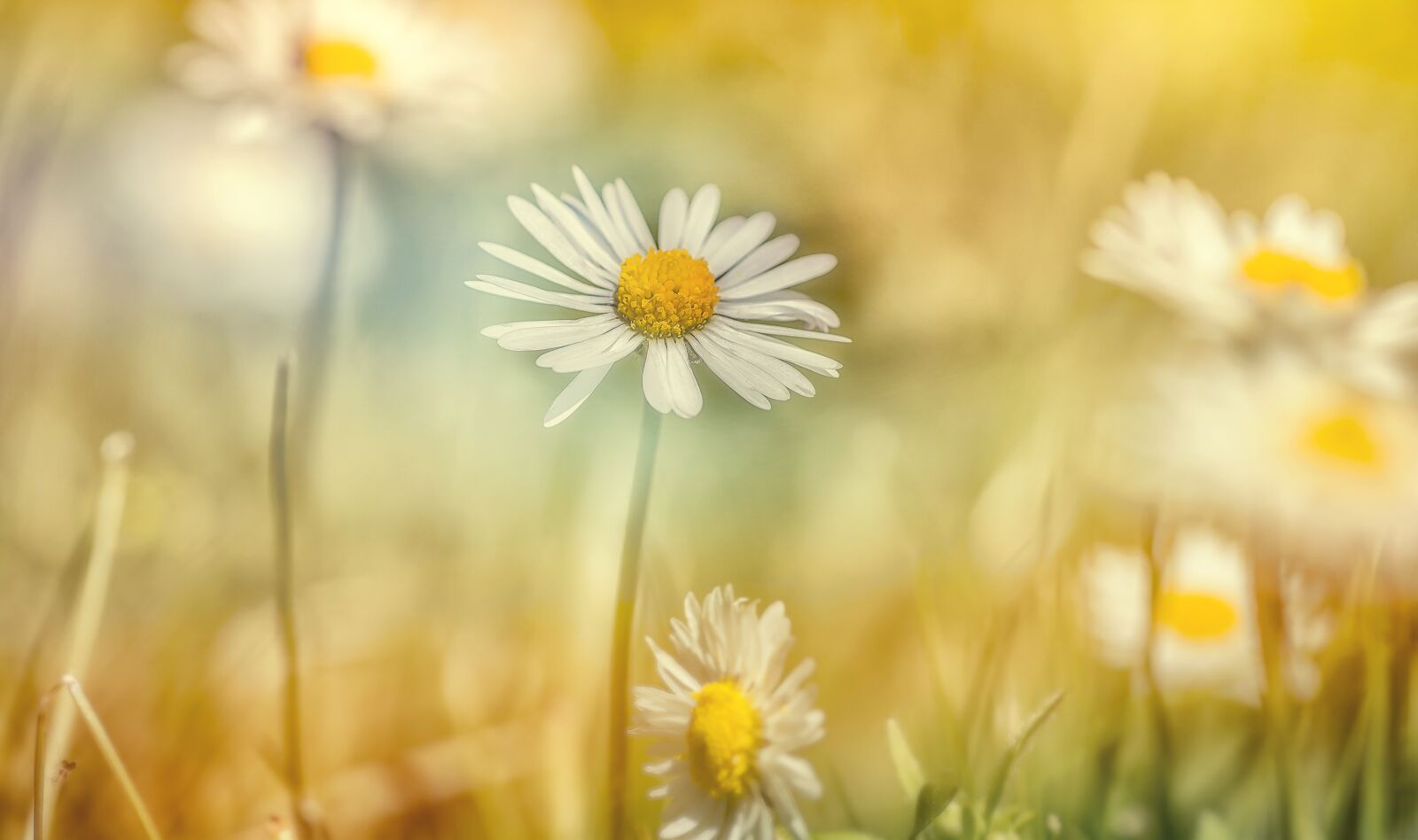 Nikon D7200 sample photo. Macro, meadow, nature photography