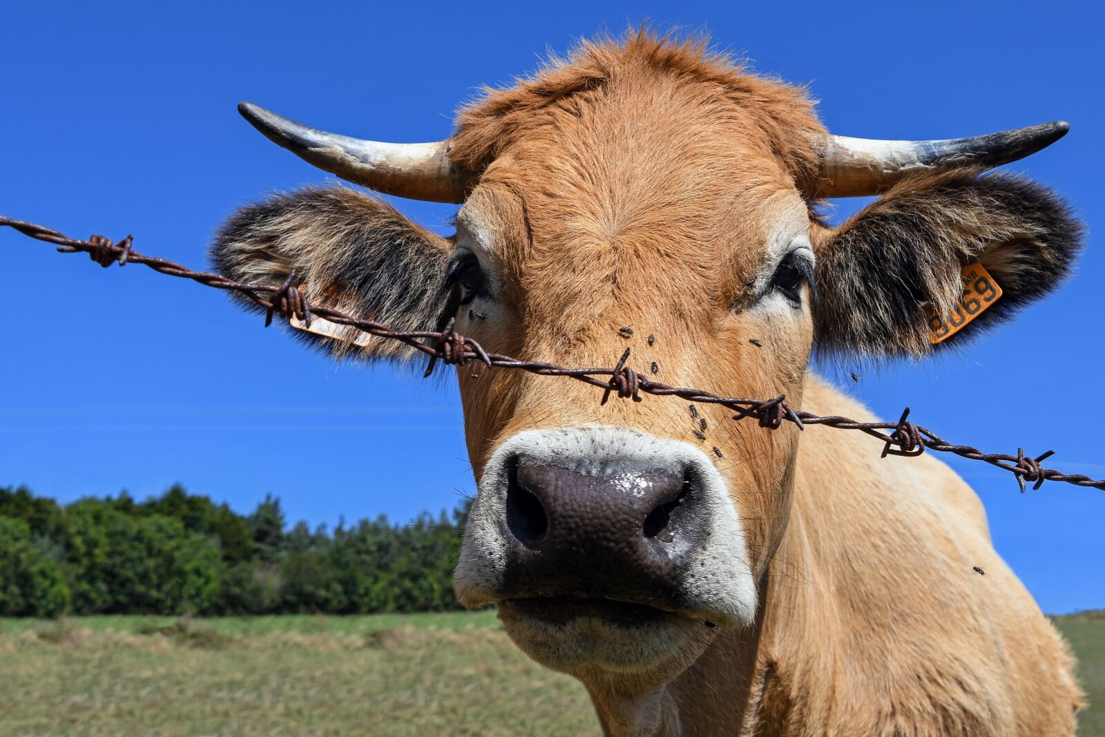 Nikon D500 sample photo. Cow, barbed, head photography
