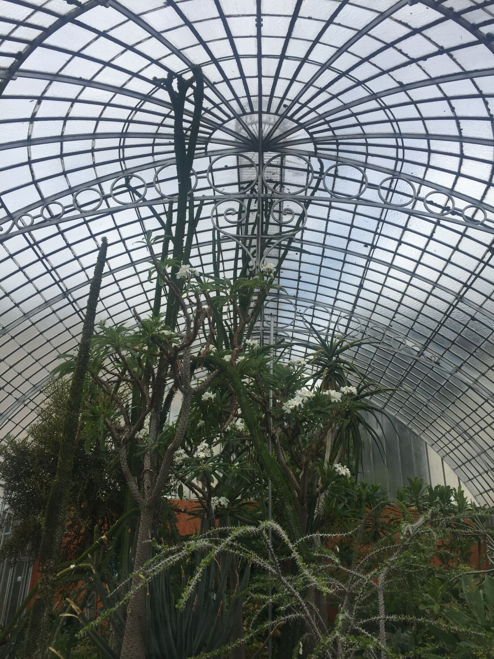iPhone 6 back camera 4.15mm f/2.2 sample photo. Garden, nature, cactus photography