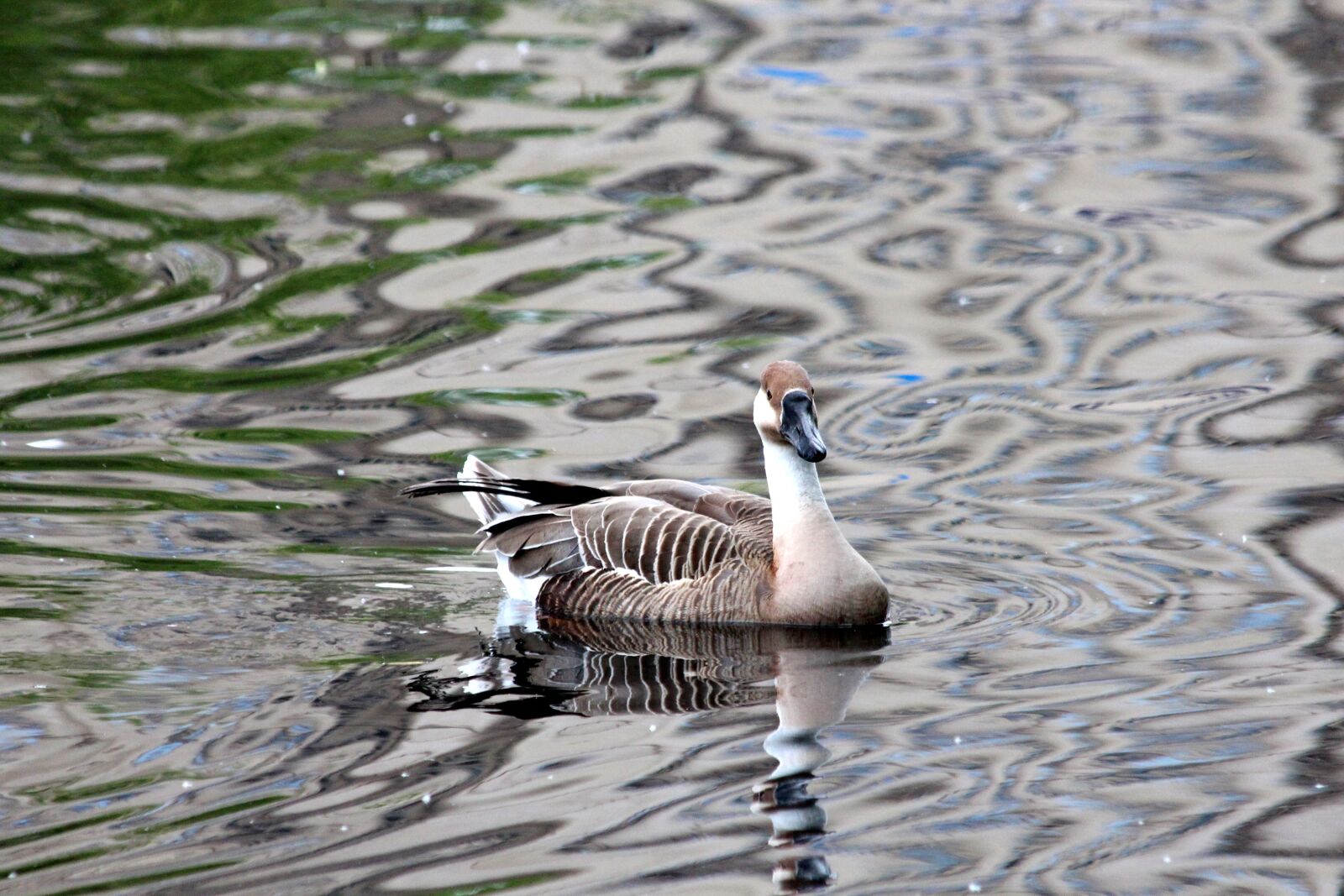 Canon EOS 650D (EOS Rebel T4i / EOS Kiss X6i) sample photo. Goose, suhonos, anser cygnoides photography