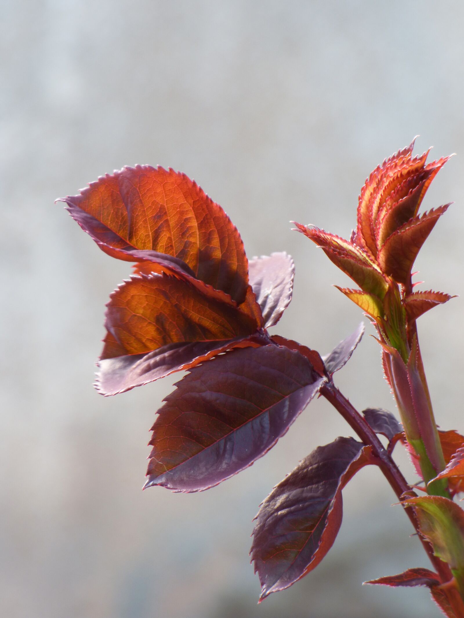 Panasonic Lumix DMC-FZ70 sample photo. Leaf, red leaf, rosebush photography