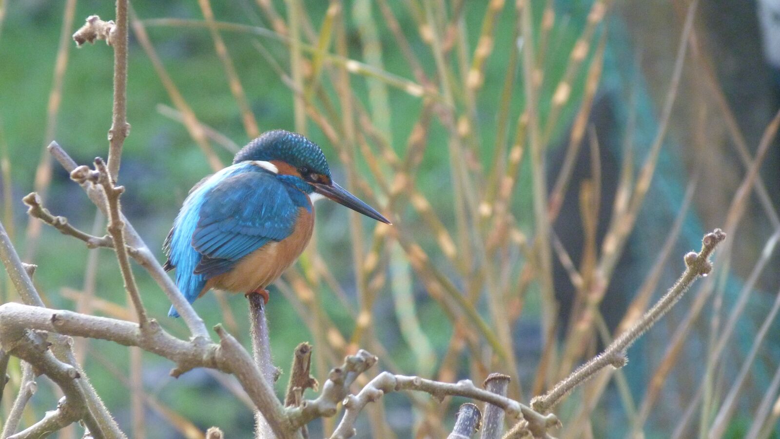 Panasonic Lumix DMC-FZ40 (Lumix DMC-FZ45) sample photo. Bird, kingfisher, nature photography