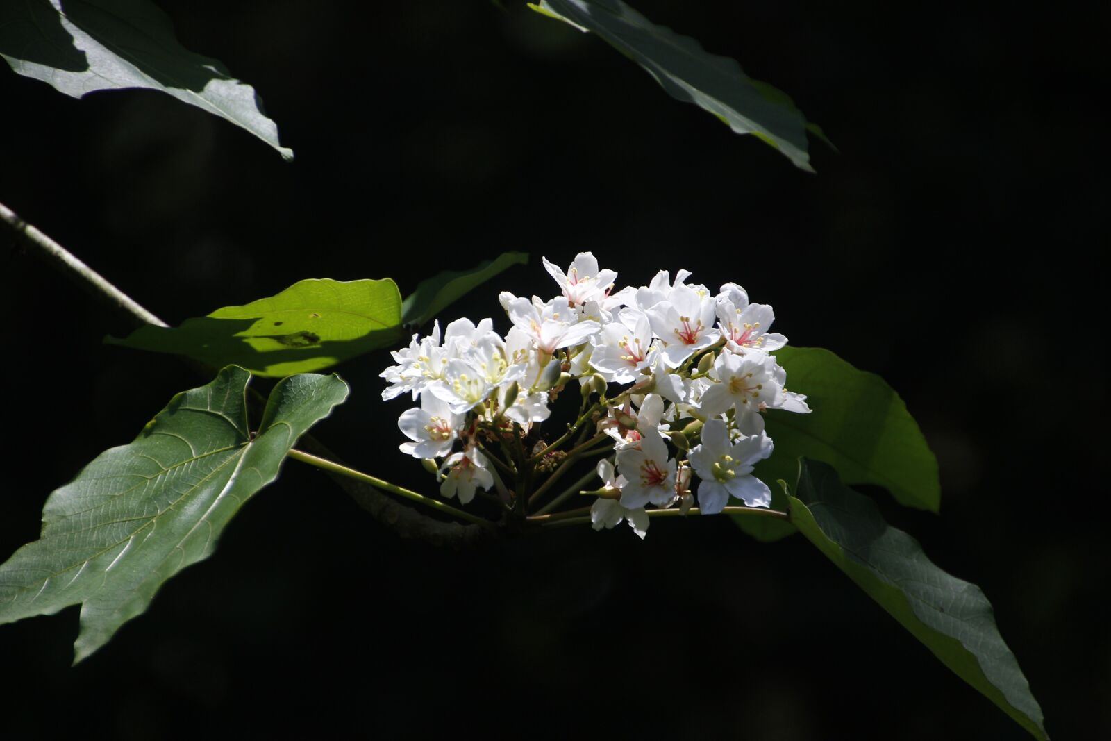 Canon EOS 600D (Rebel EOS T3i / EOS Kiss X5) sample photo. Aegiceras, tung flowers, full photography