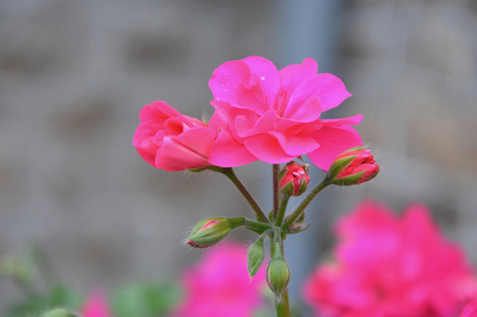 Nikon D5200 sample photo. Pink flowers, geranium, garden photography