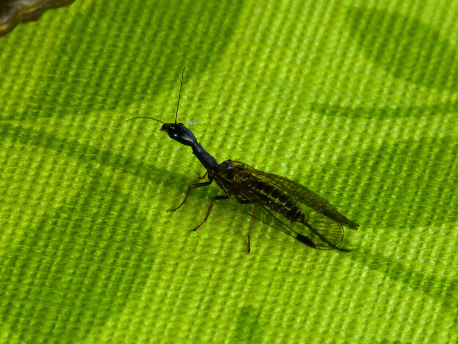 Panasonic Lumix DMC-FZ150 sample photo. Kamelhalsfliege, insect, animal photography
