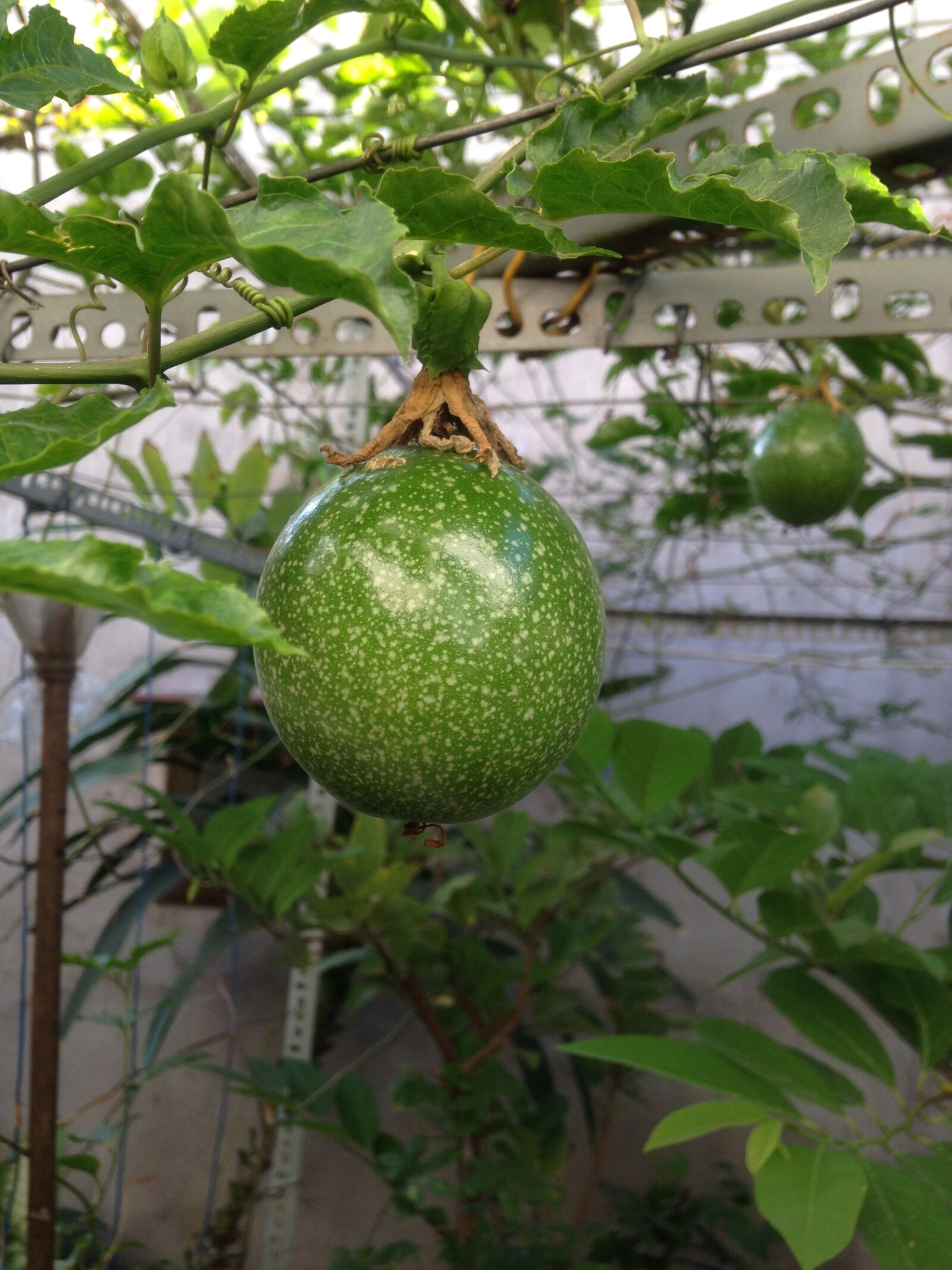 iPhone 5c back camera 4.12mm f/2.4 sample photo. Fruit, food, leaf photography