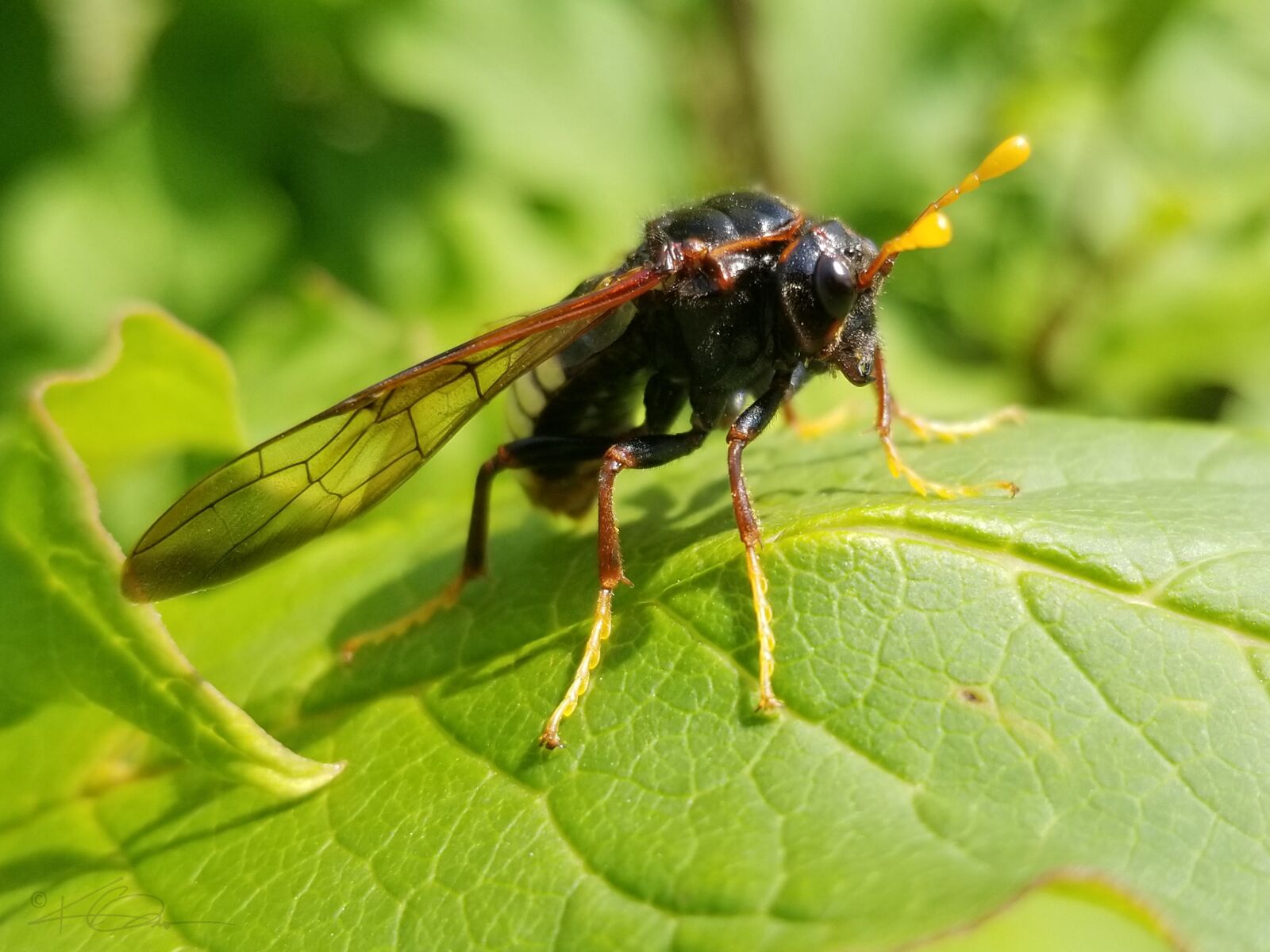 Samsung Galaxy S8+ sample photo. Wasp, nature, insect photography