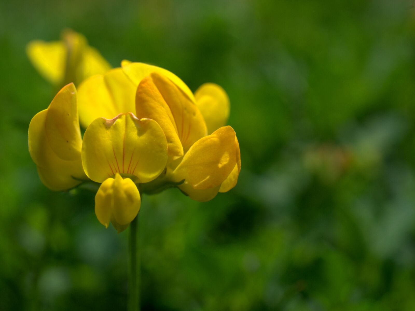 Sony a7 II + Sony FE 50mm F2.8 Macro sample photo. Flower, blossom, bloom photography