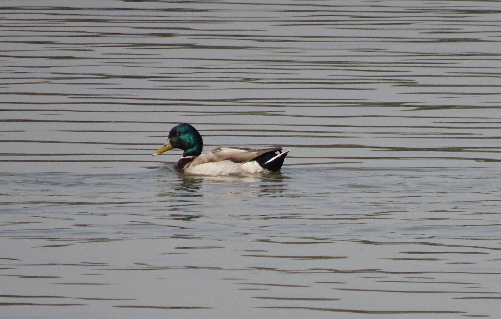 Sony Cyber-shot DSC-HX90V sample photo. Bird, duck, mallard photography