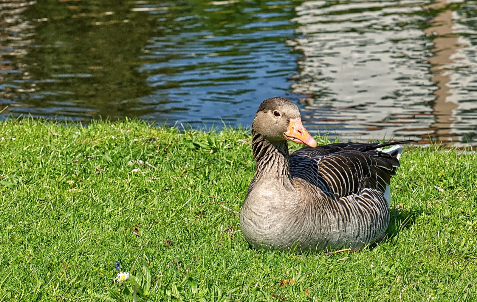 Nikon D7200 sample photo. Goose, water bird, swim photography