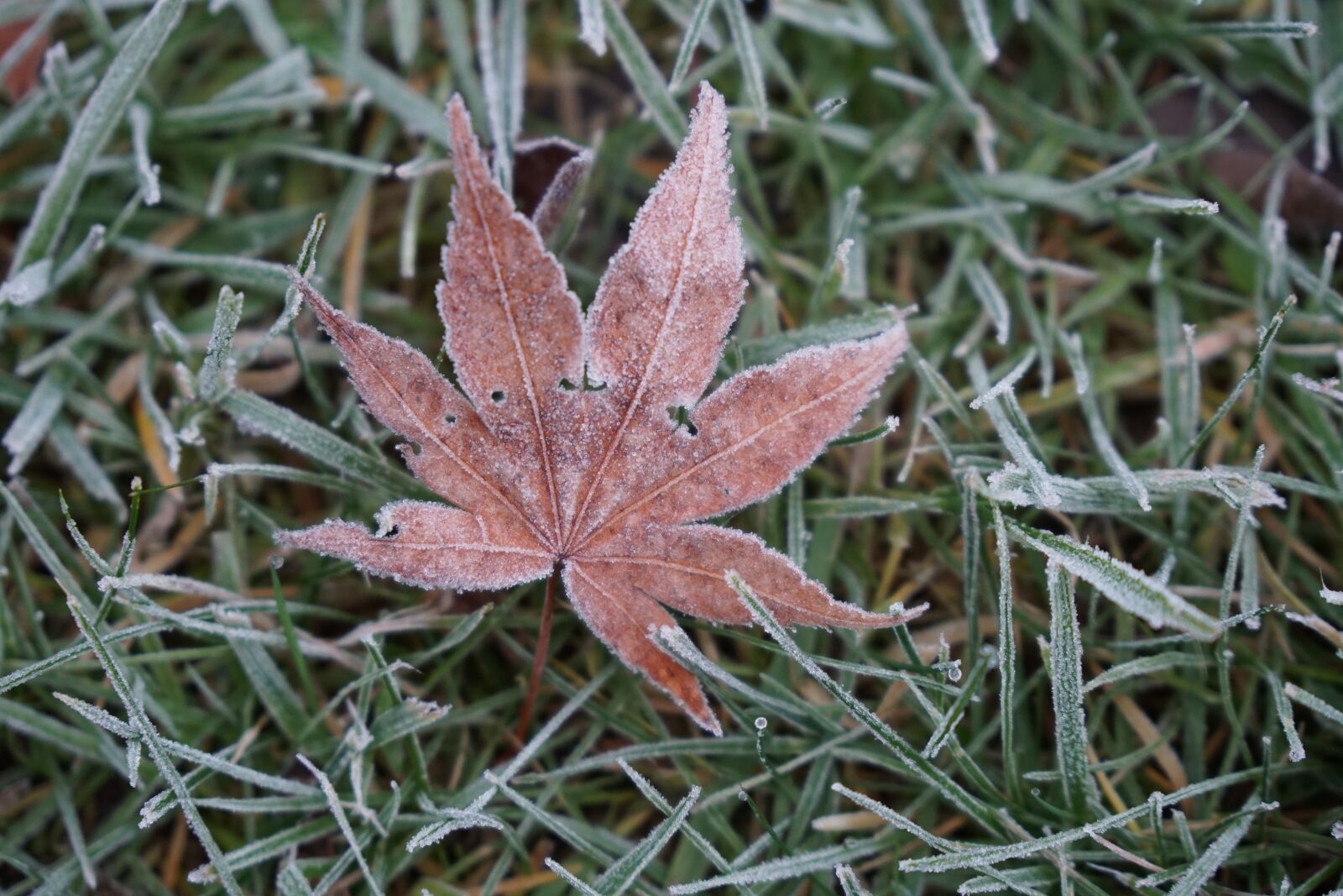 Sony a6500 sample photo. Frost, frozen plans, frozen photography