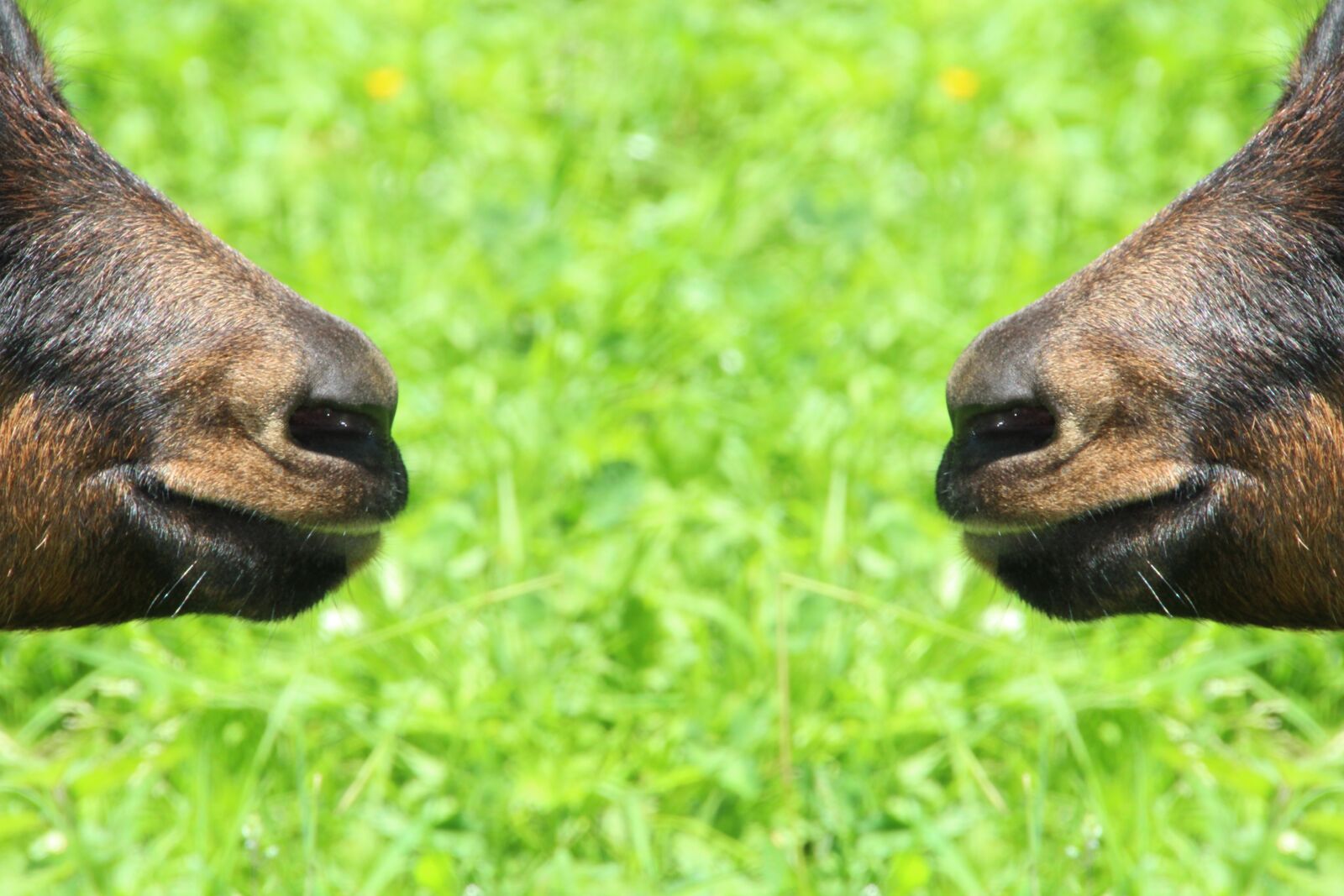 Canon EOS 1200D (EOS Rebel T5 / EOS Kiss X70 / EOS Hi) sample photo. Goat, goat's snout, mirroring photography