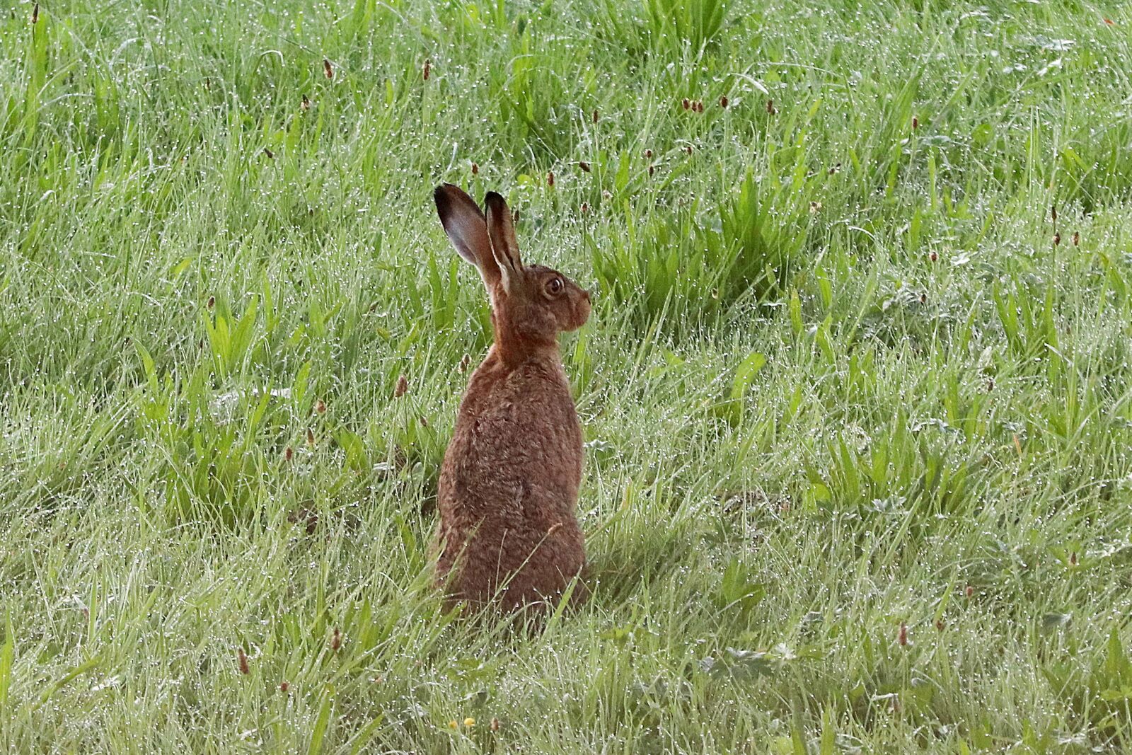 Canon EF 70-300 F4-5.6 IS II USM sample photo. Long eared, hare, rabbit photography