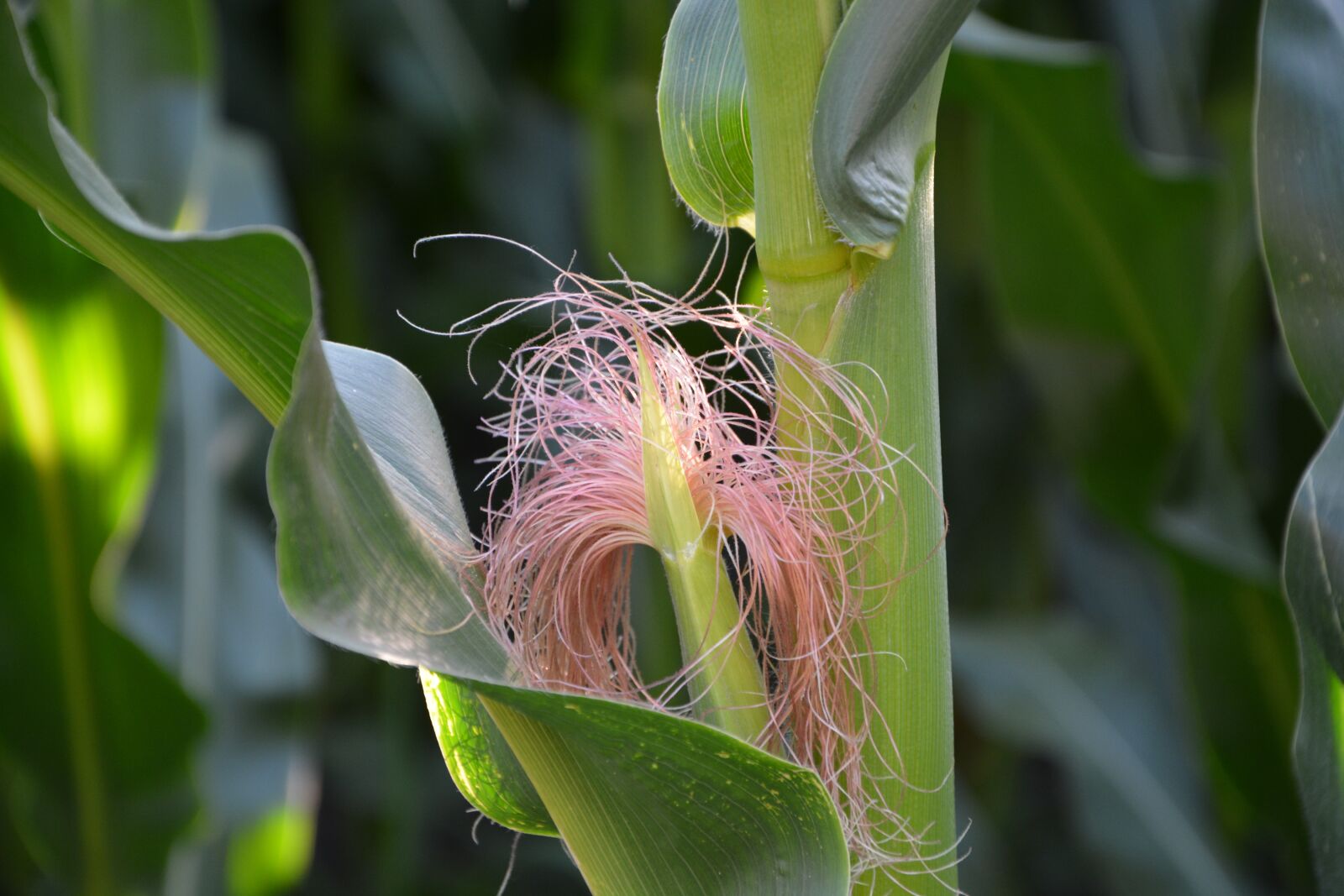Nikon D5200 sample photo. Nature, corn, harvest photography
