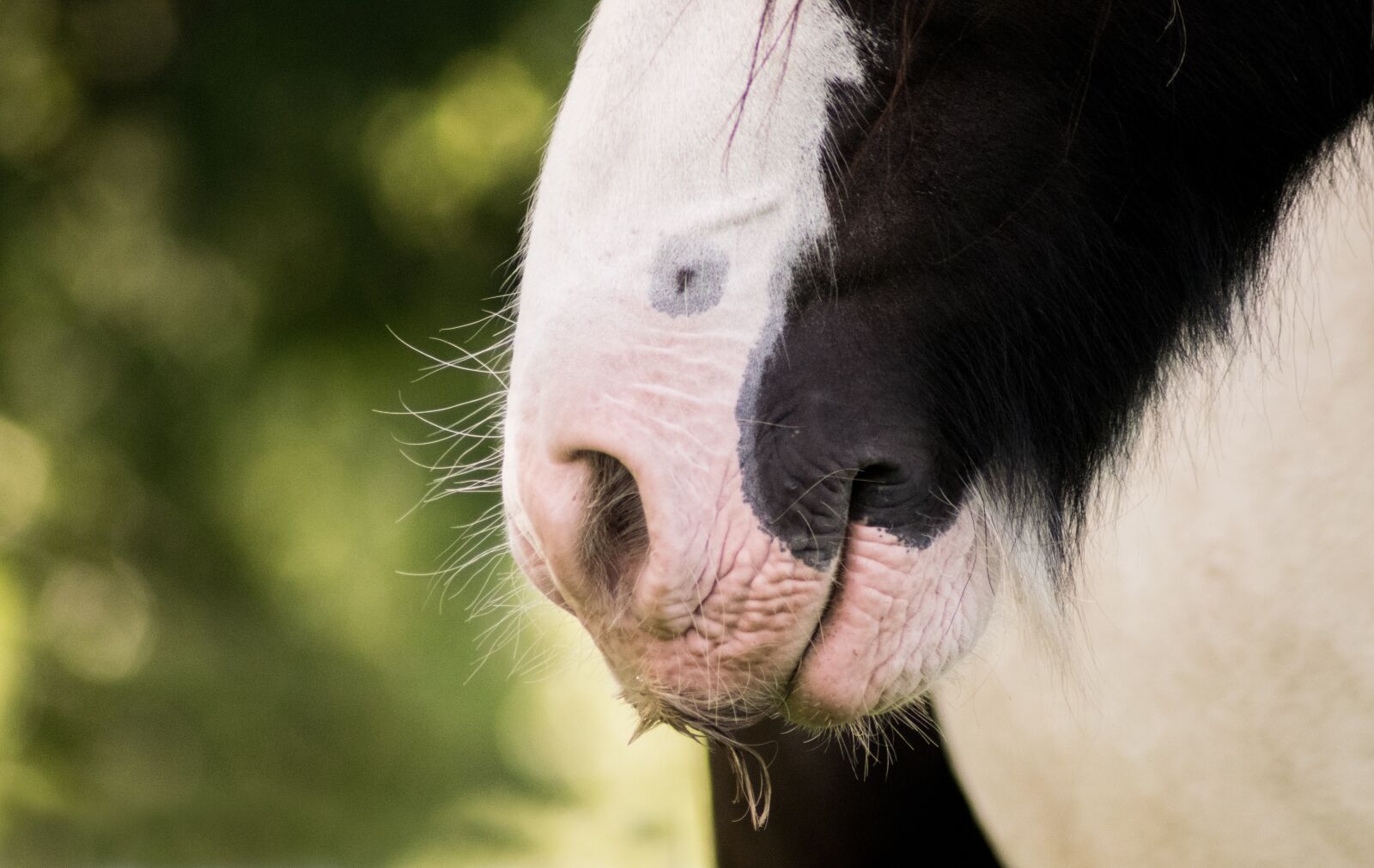 Nikon D3300 sample photo. Animal, portrait, nature photography