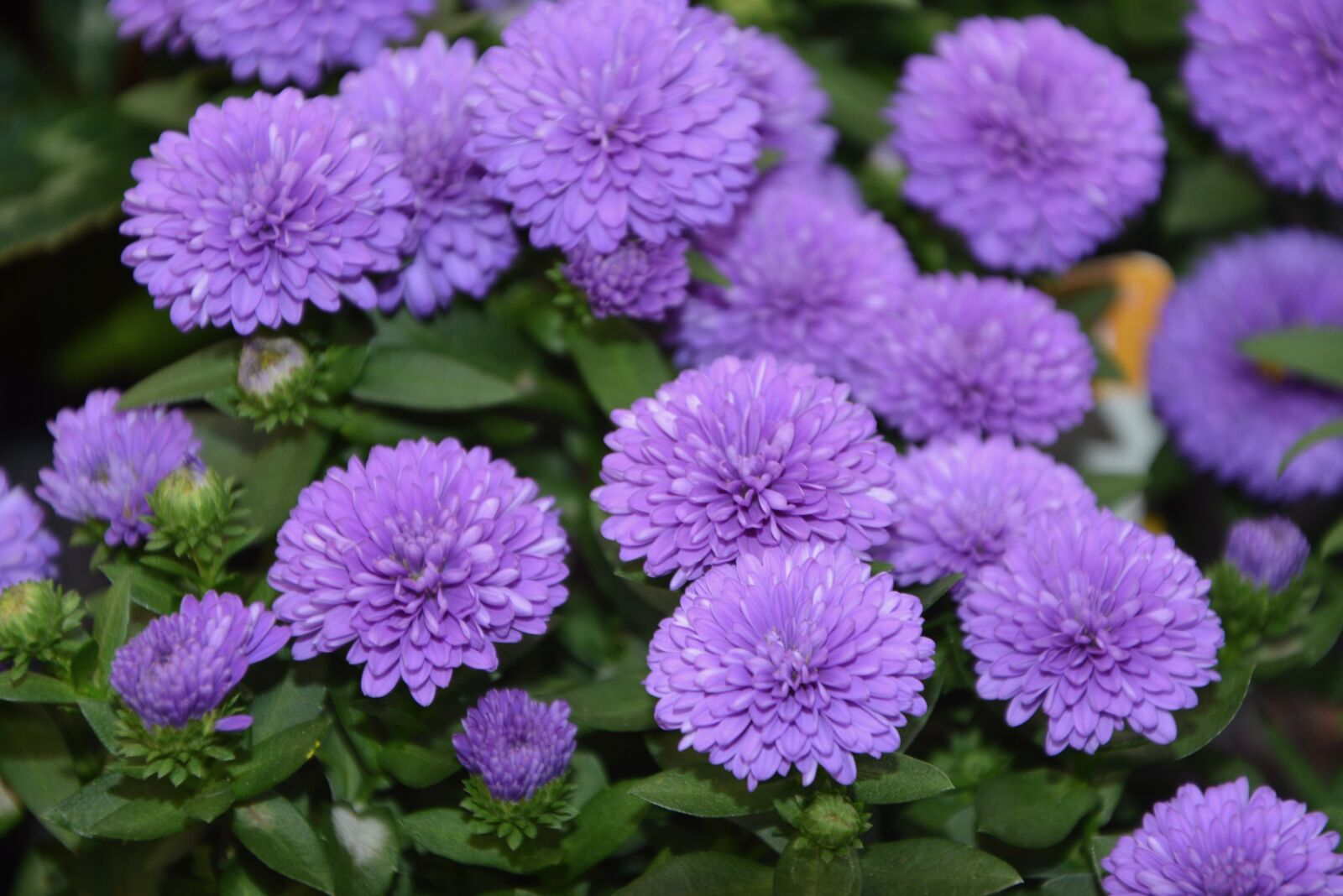 Nikon D5200 sample photo. Flowers color, violet, massif photography
