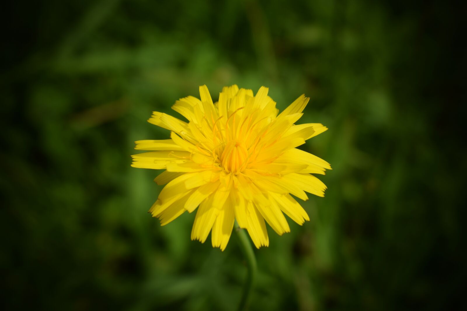 Nikon D3300 sample photo. Flower, landscape, field photography