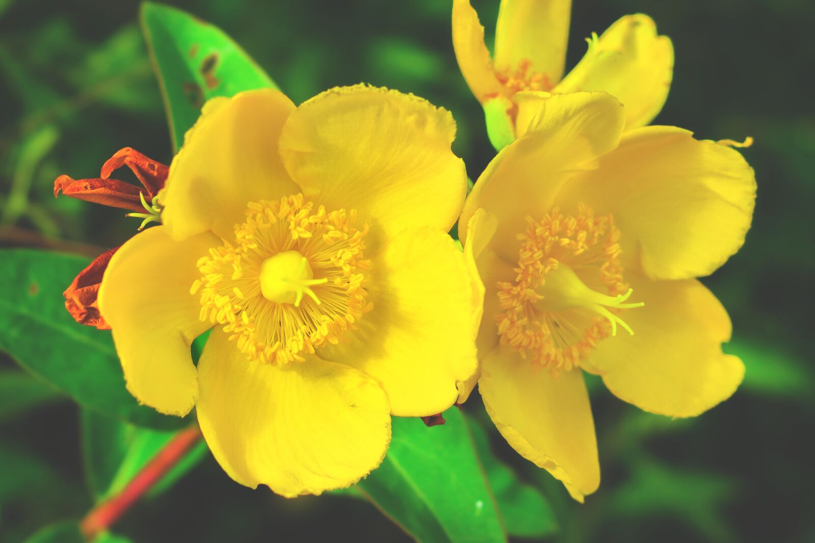 Canon PowerShot G3 X sample photo. St john's wort, flower photography