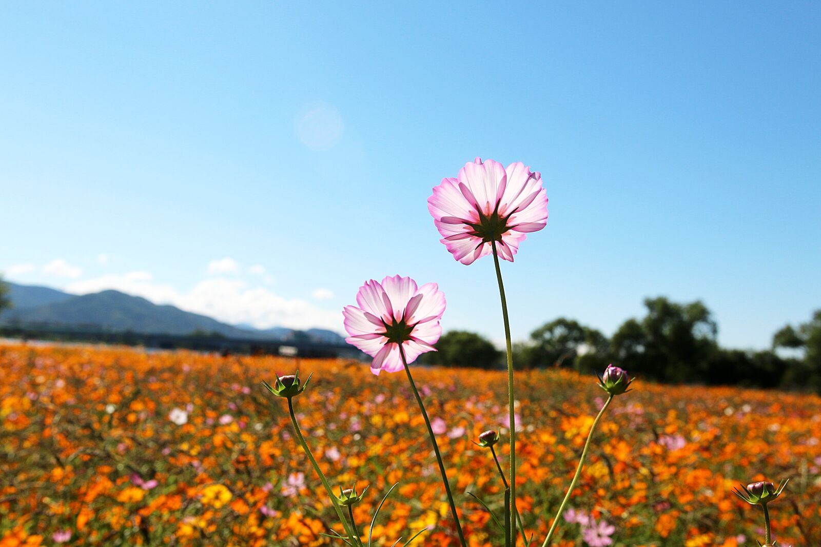 Canon EOS 70D sample photo. Wabu, gil, garden photography