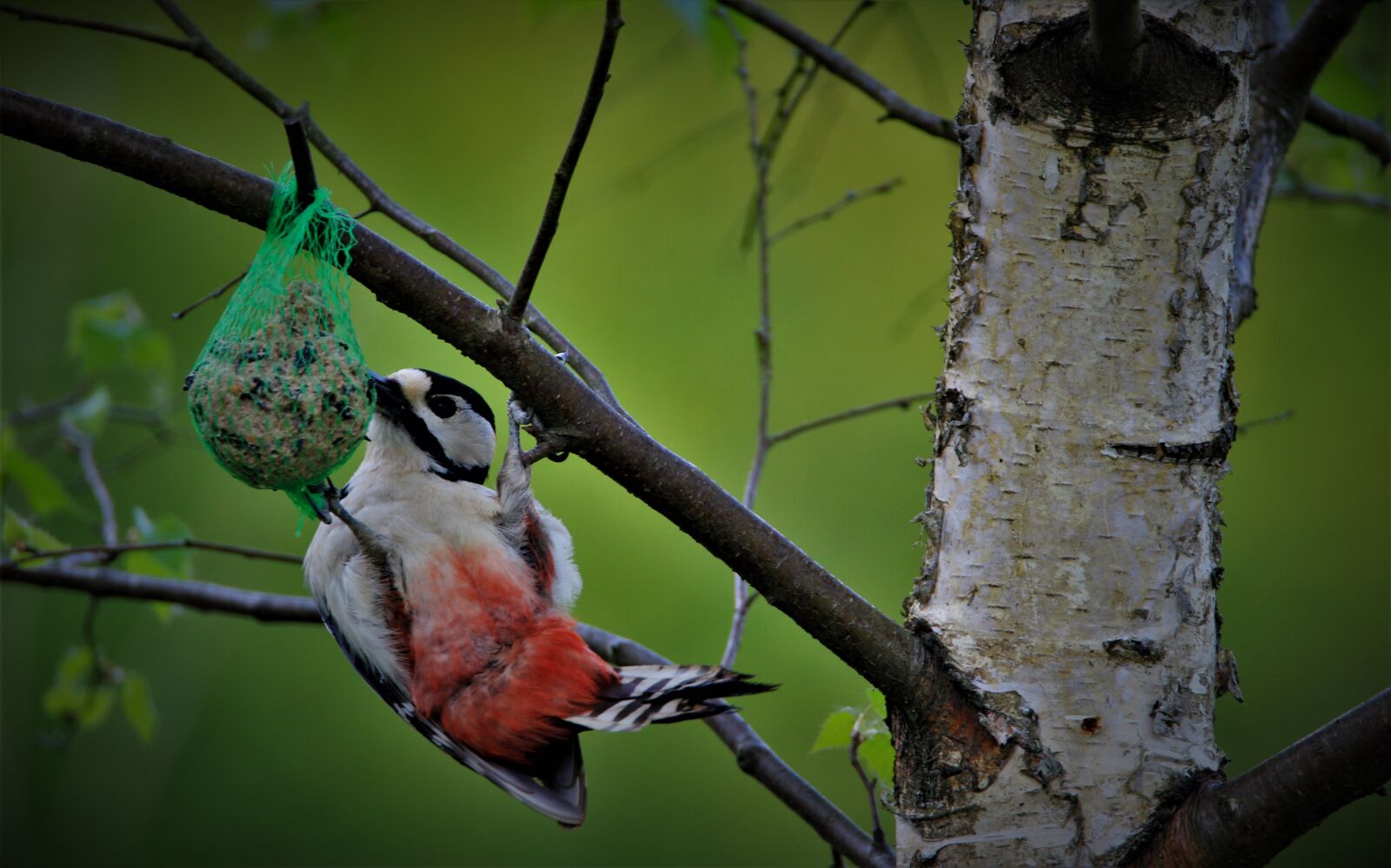 Tamron SP 150-600mm F5-6.3 Di VC USD sample photo. Great spotted woodpecker, fat photography