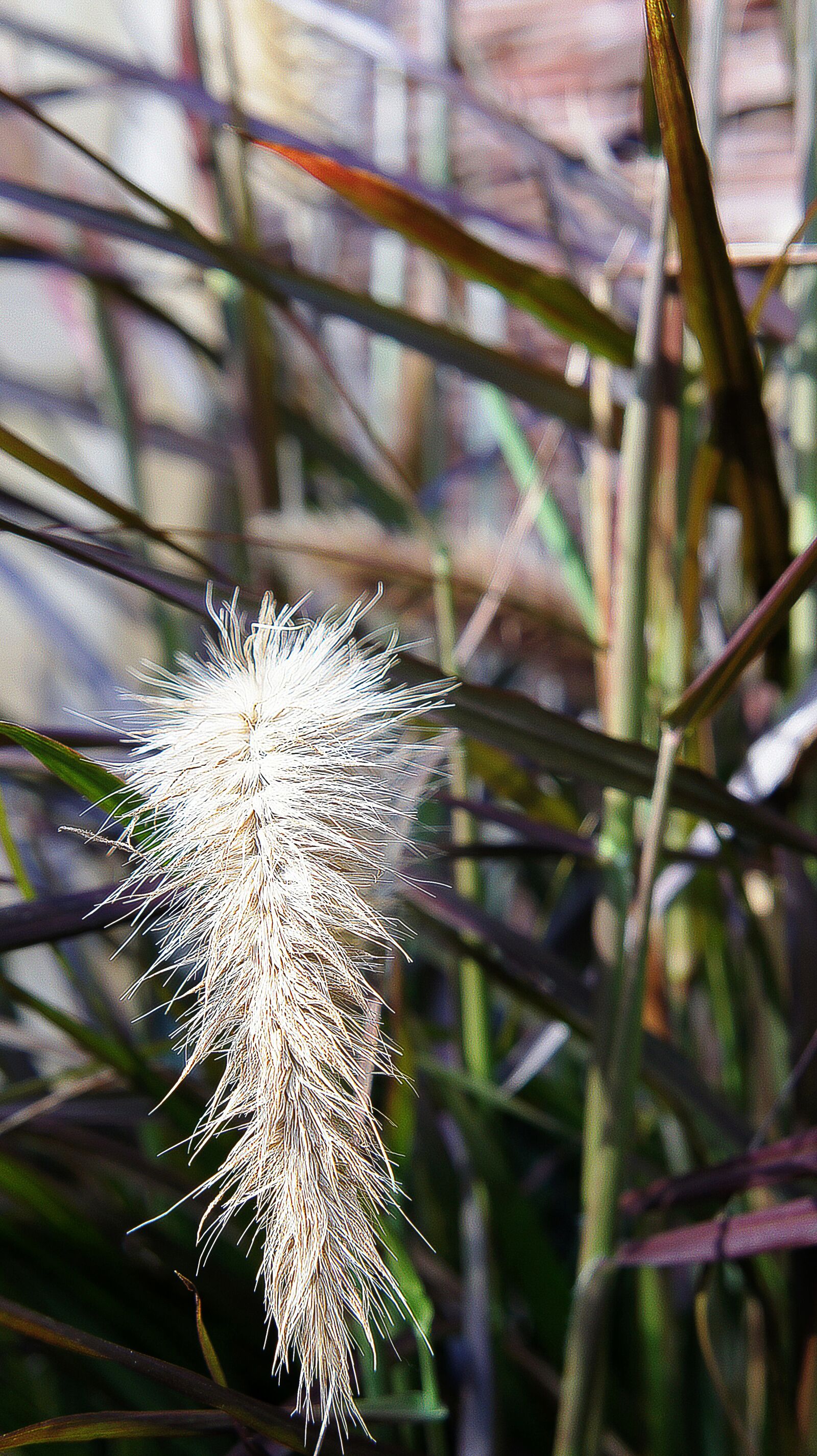 Sony Alpha NEX-5 + Sony E 18-55mm F3.5-5.6 OSS sample photo. Plume, plume grass, grass photography