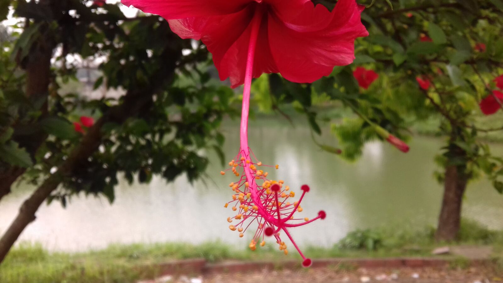 Samsung Galaxy J3(2016) sample photo. Botanical, garden photography