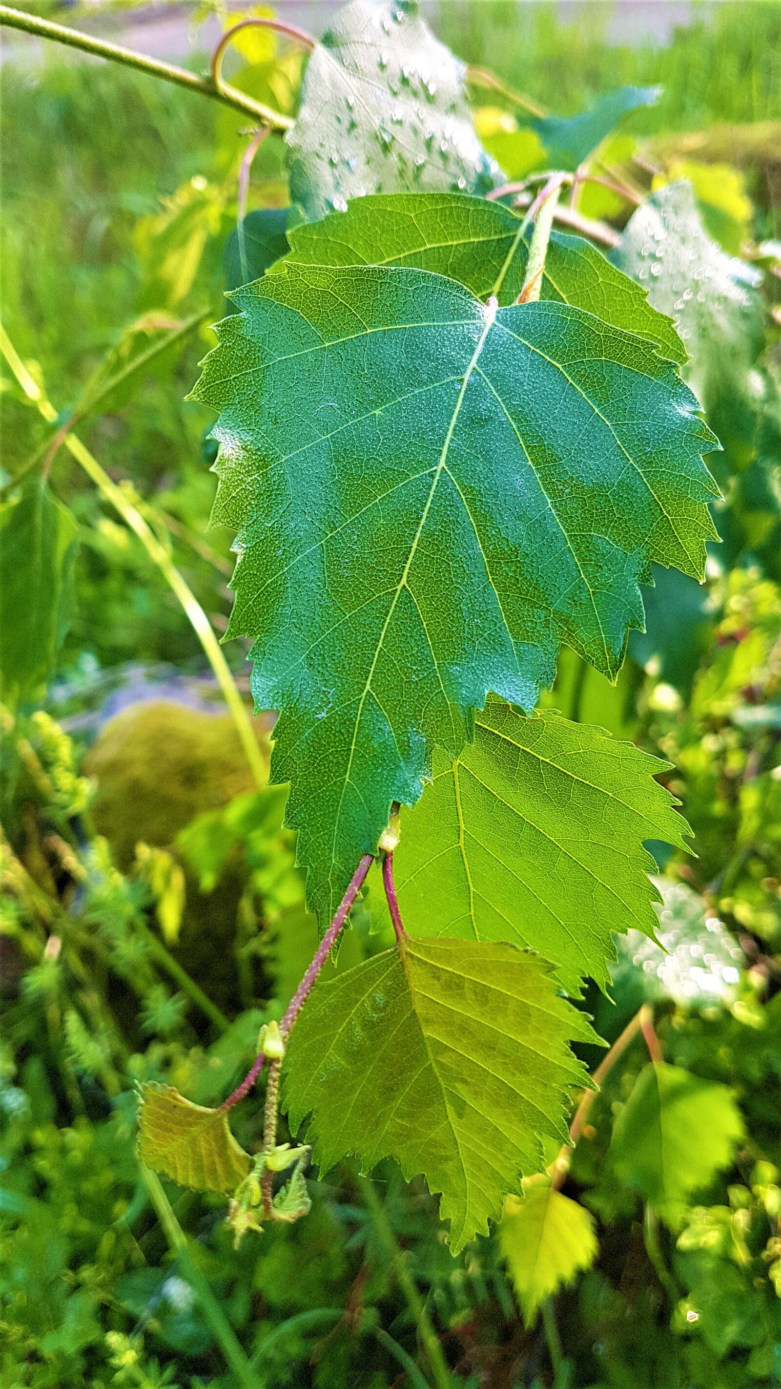 Samsung Galaxy S7 Edge sample photo. Birch, birch leaf, silver photography
