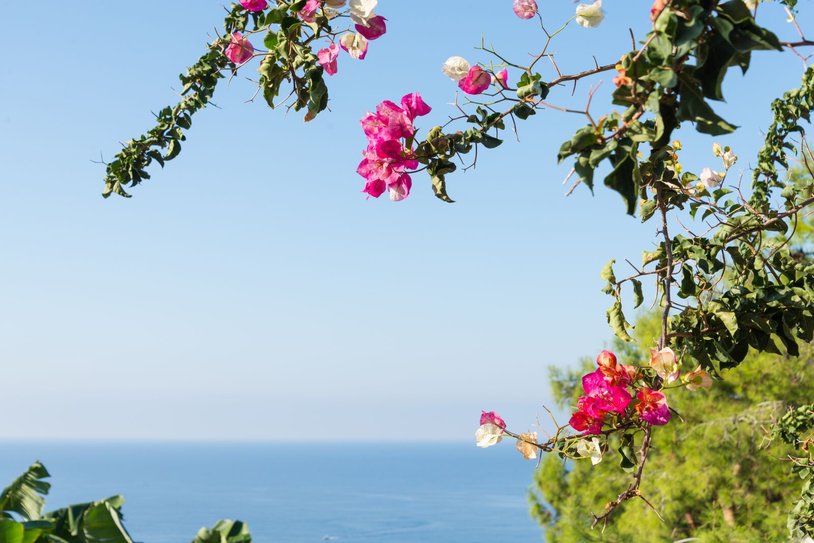 Nikon D610 sample photo. Summer, blossom, flowers photography
