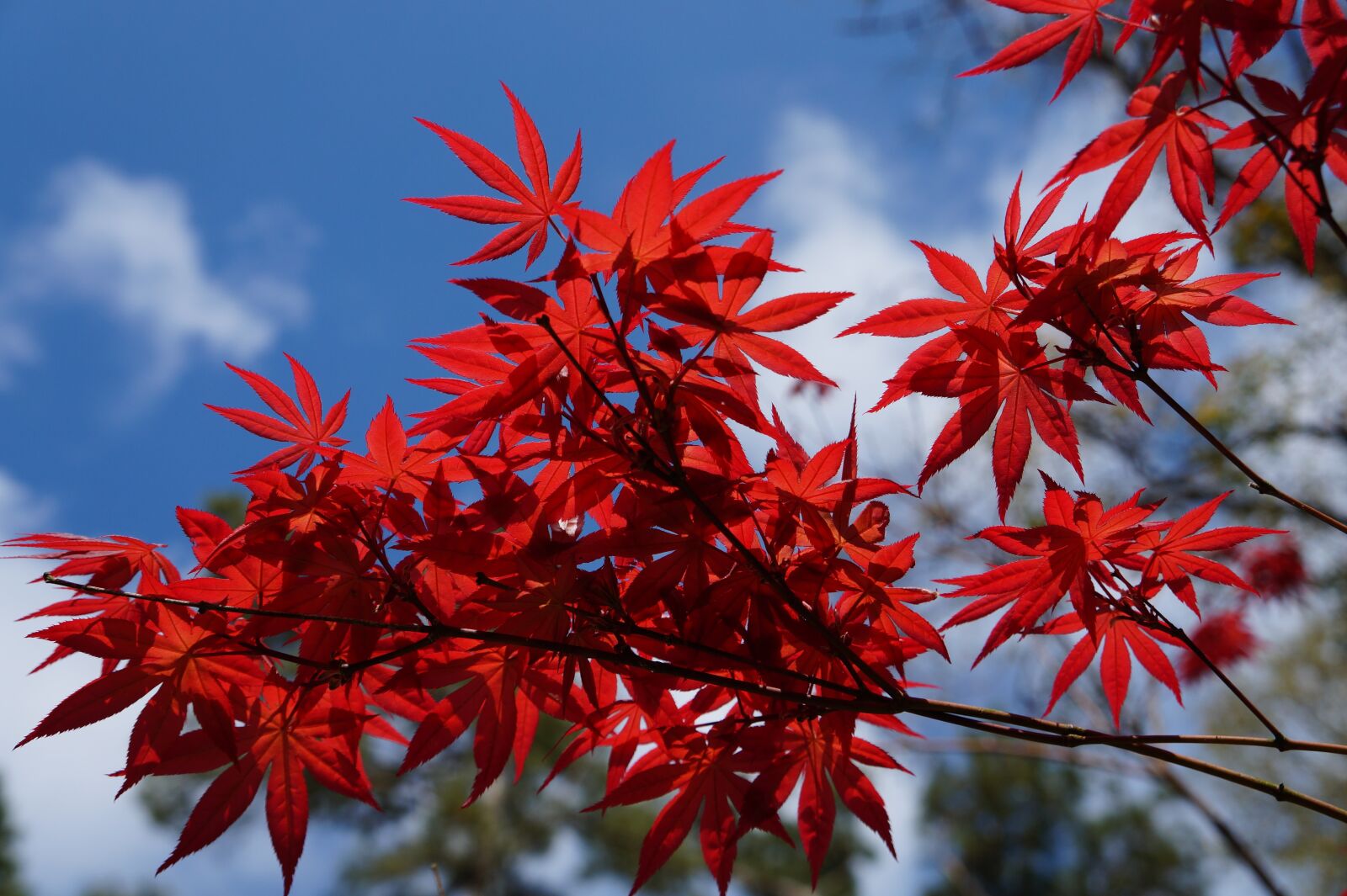 Sony Alpha a3000 + Sony E 18-55mm F3.5-5.6 OSS sample photo. Season, leaf, tree photography