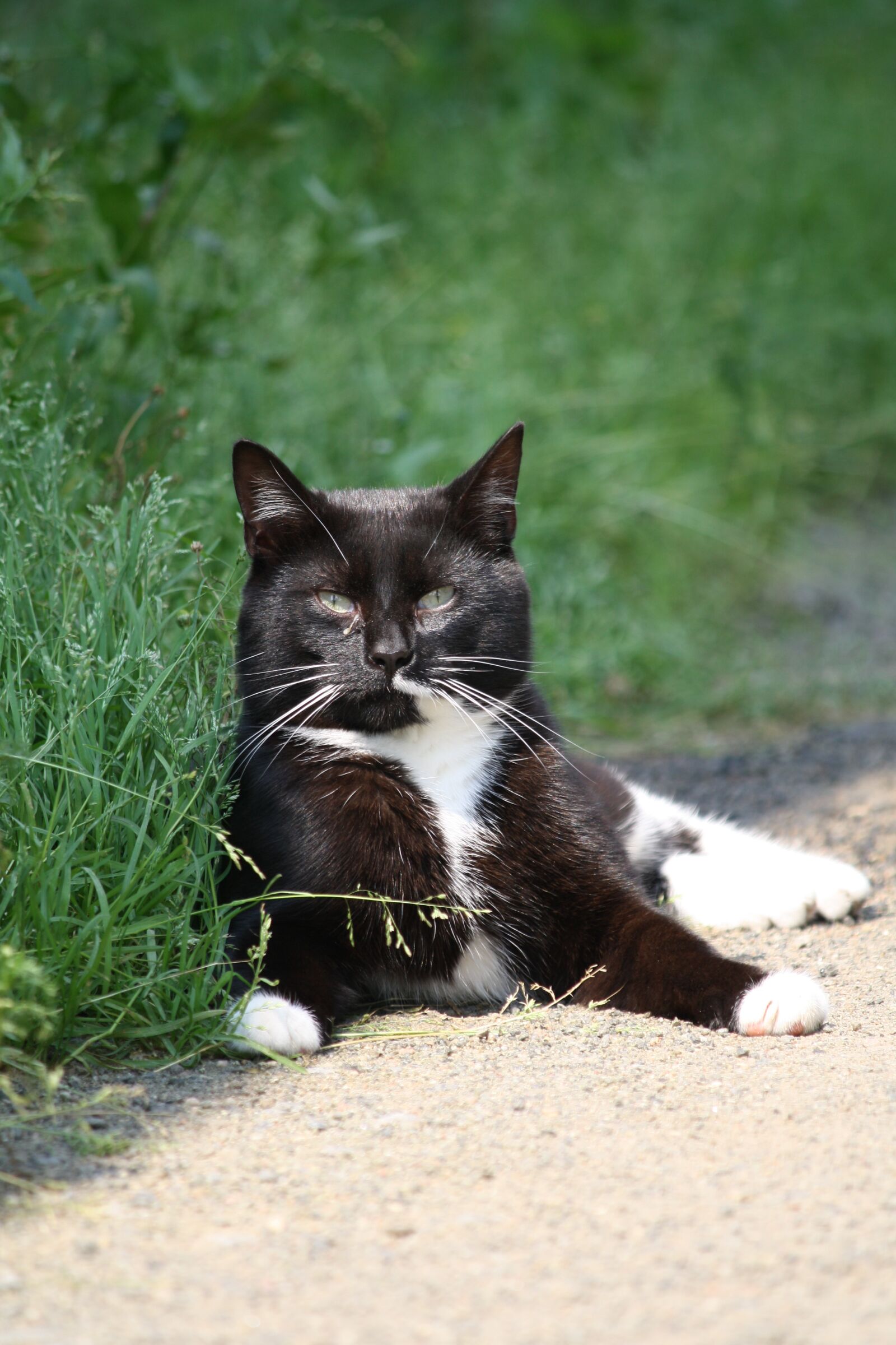 Canon EOS 1000D (EOS Digital Rebel XS / EOS Kiss F) sample photo. Cat, outside, animals photography