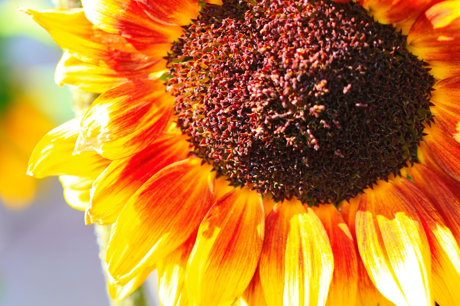 Canon EOS 700D (EOS Rebel T5i / EOS Kiss X7i) + Canon TAMRON SP 90mm F/2.8 Di VC USD MACRO1:1 F004 sample photo. Sunflower, flower, yellow photography