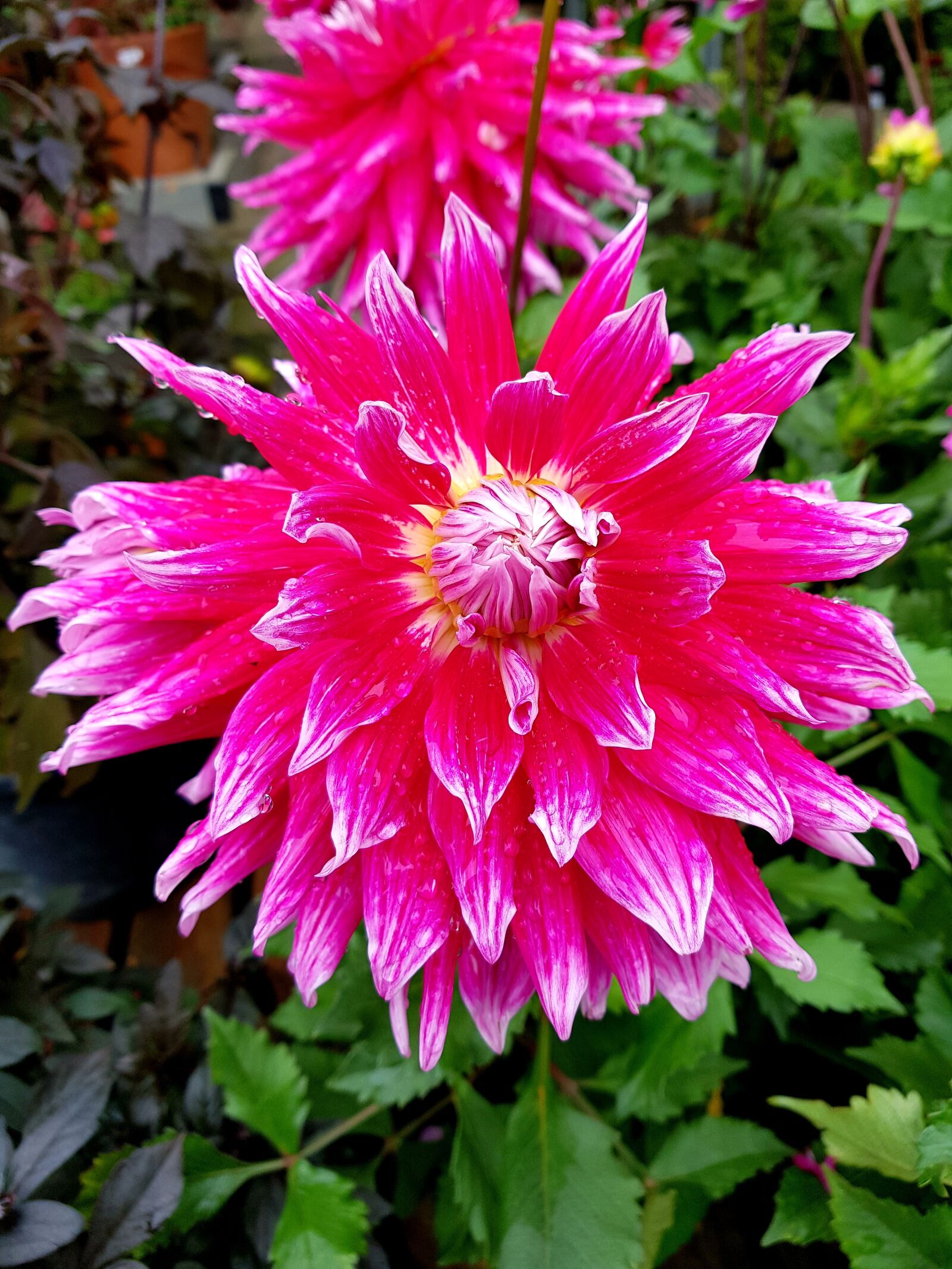 Samsung Galaxy S8 sample photo. Bright pink flower, pink photography