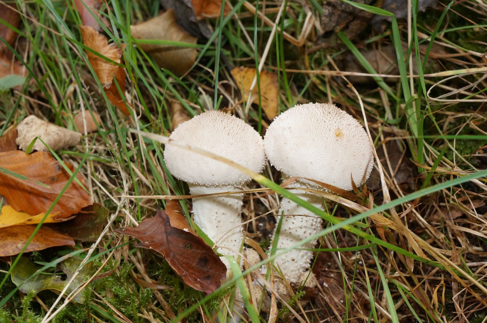 Sony Alpha NEX-5R + Sony E 18-55mm F3.5-5.6 OSS sample photo. Toadstools, grass, mark photography