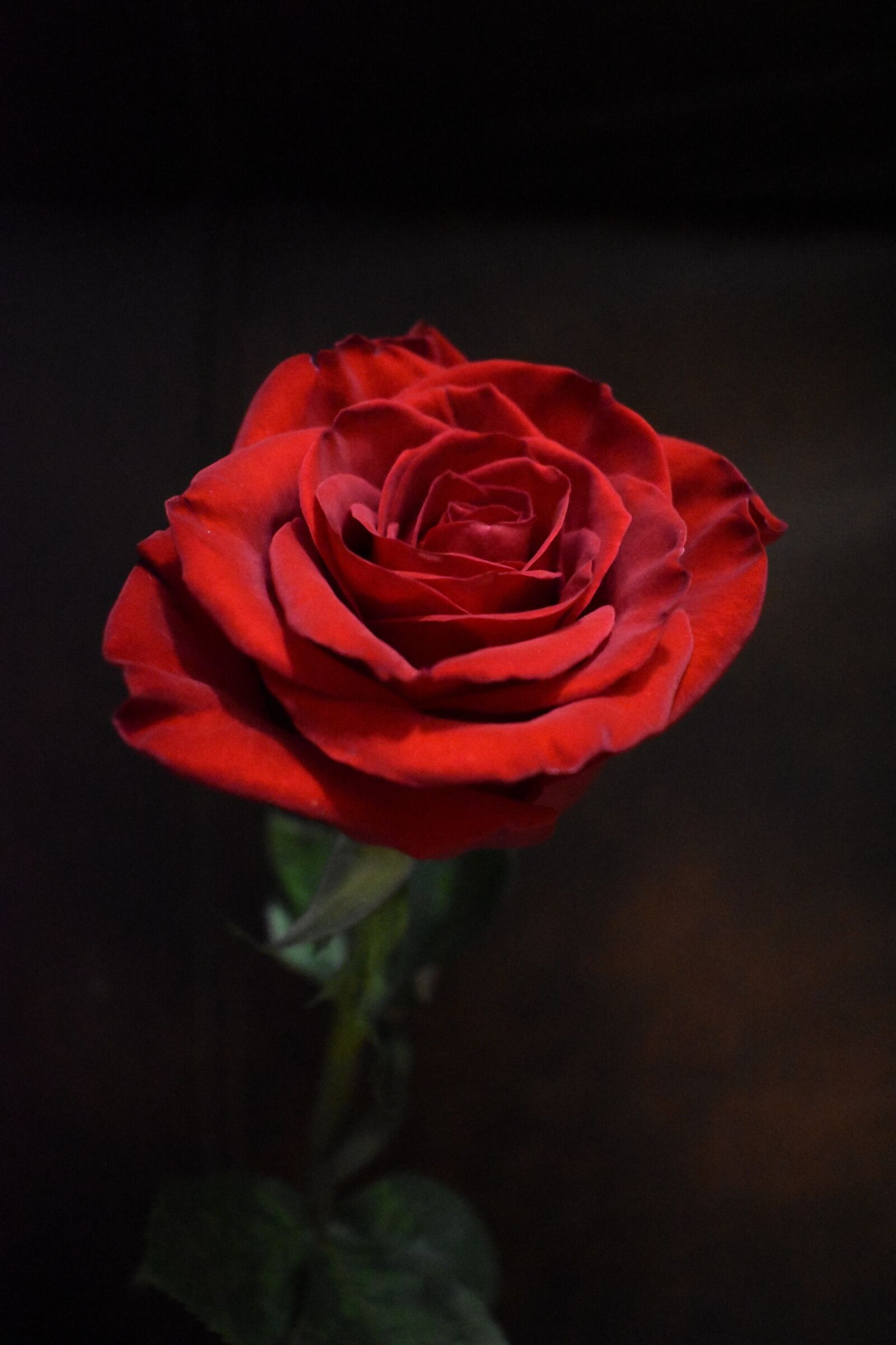 Nikon D3500 sample photo. Rose, red, petals photography