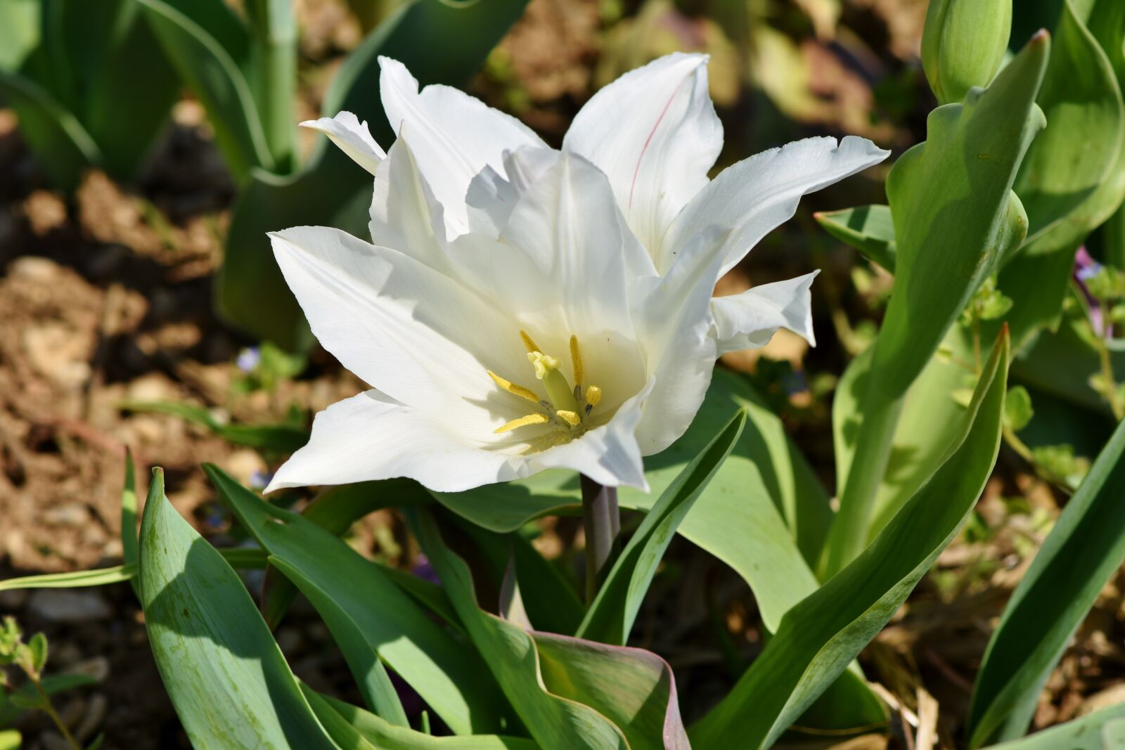 Nikon D7200 sample photo. Tulip, tulpenbluete, blossomed photography