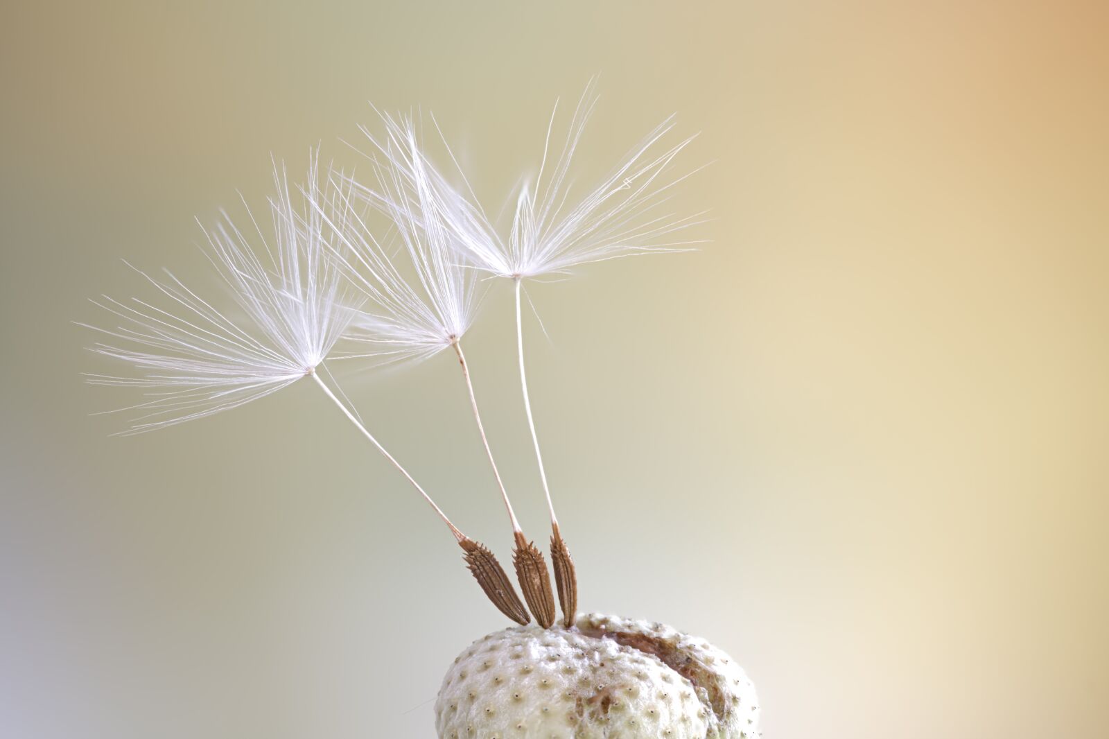Nikon D850 sample photo. Seeds, macro, dandelion photography