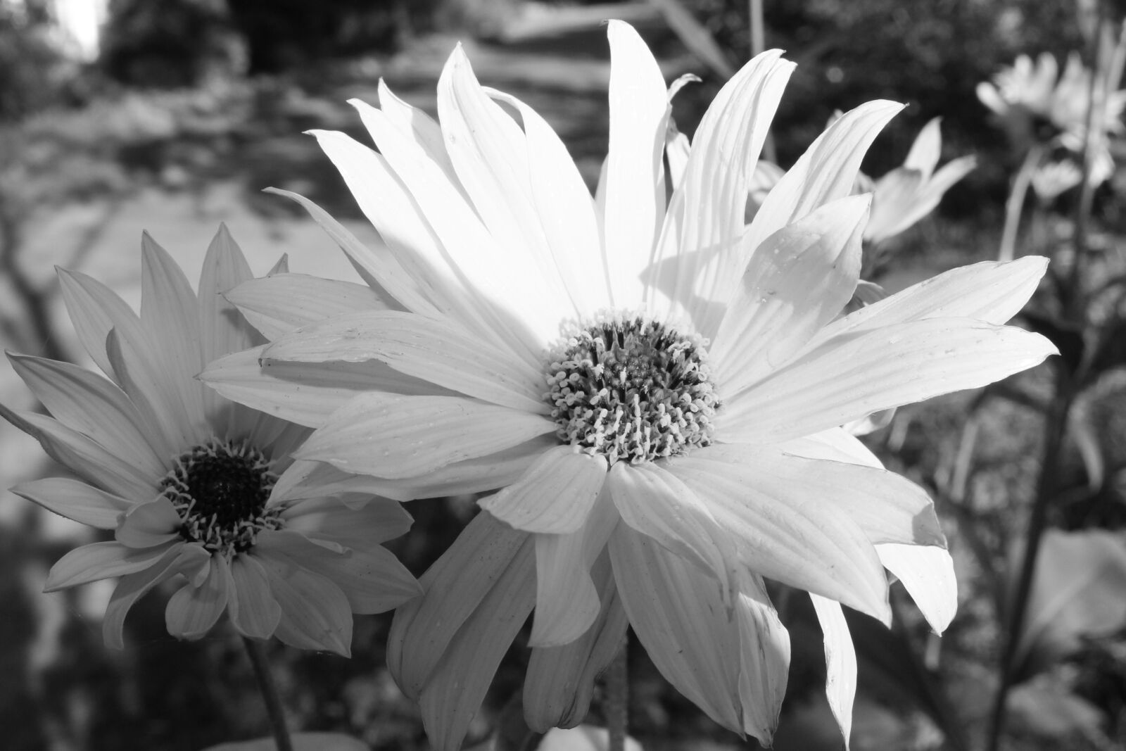 Canon EOS 1100D (EOS Rebel T3 / EOS Kiss X50) sample photo. Nature, landscape, spontaneous photography