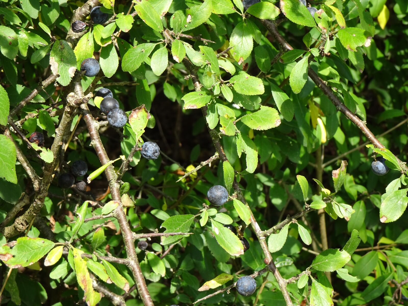 Sony Cyber-shot DSC-WX500 sample photo. Blackthorn, sloes, bush photography
