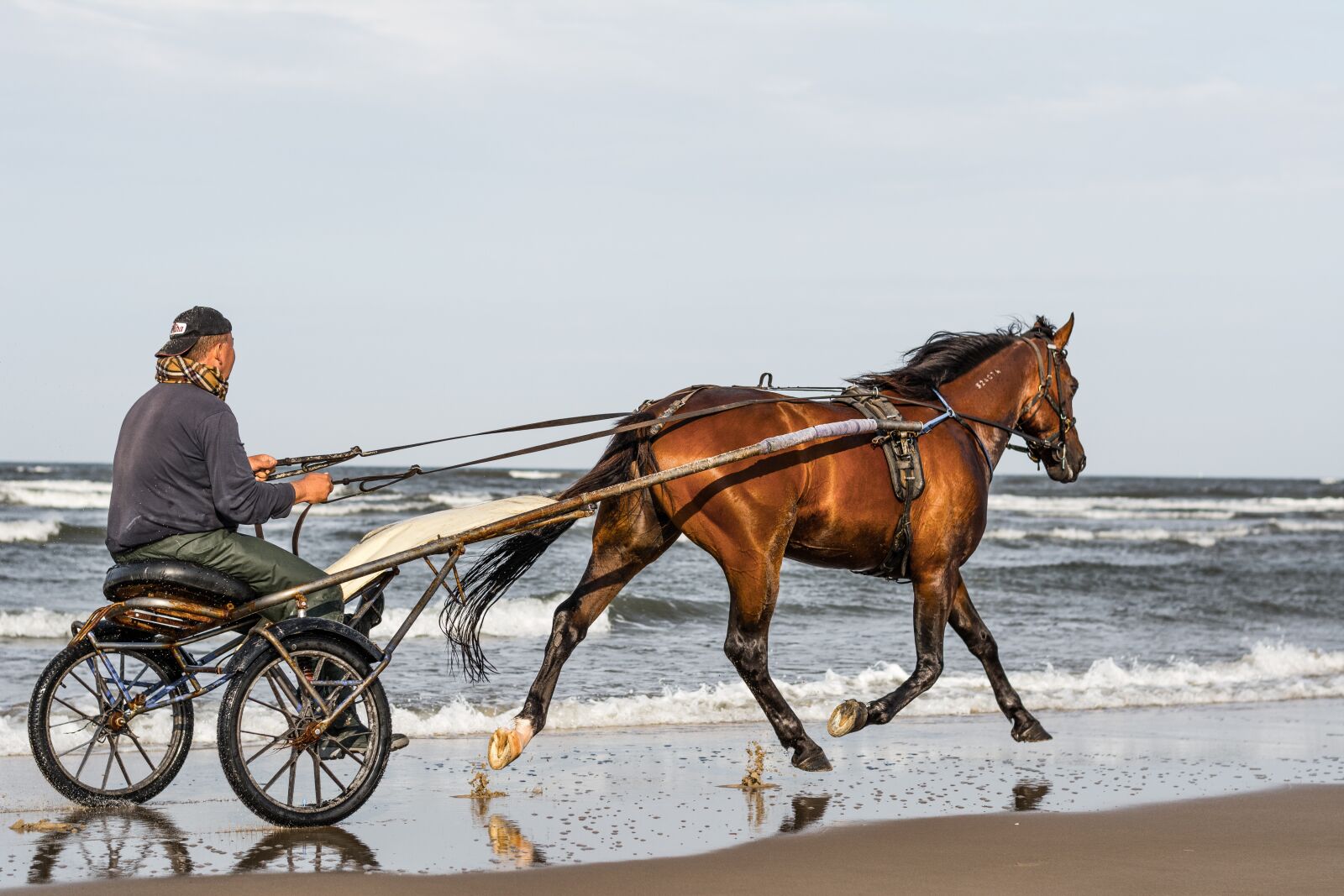 Nikon D5200 sample photo. Horse, equine, equestrian photography