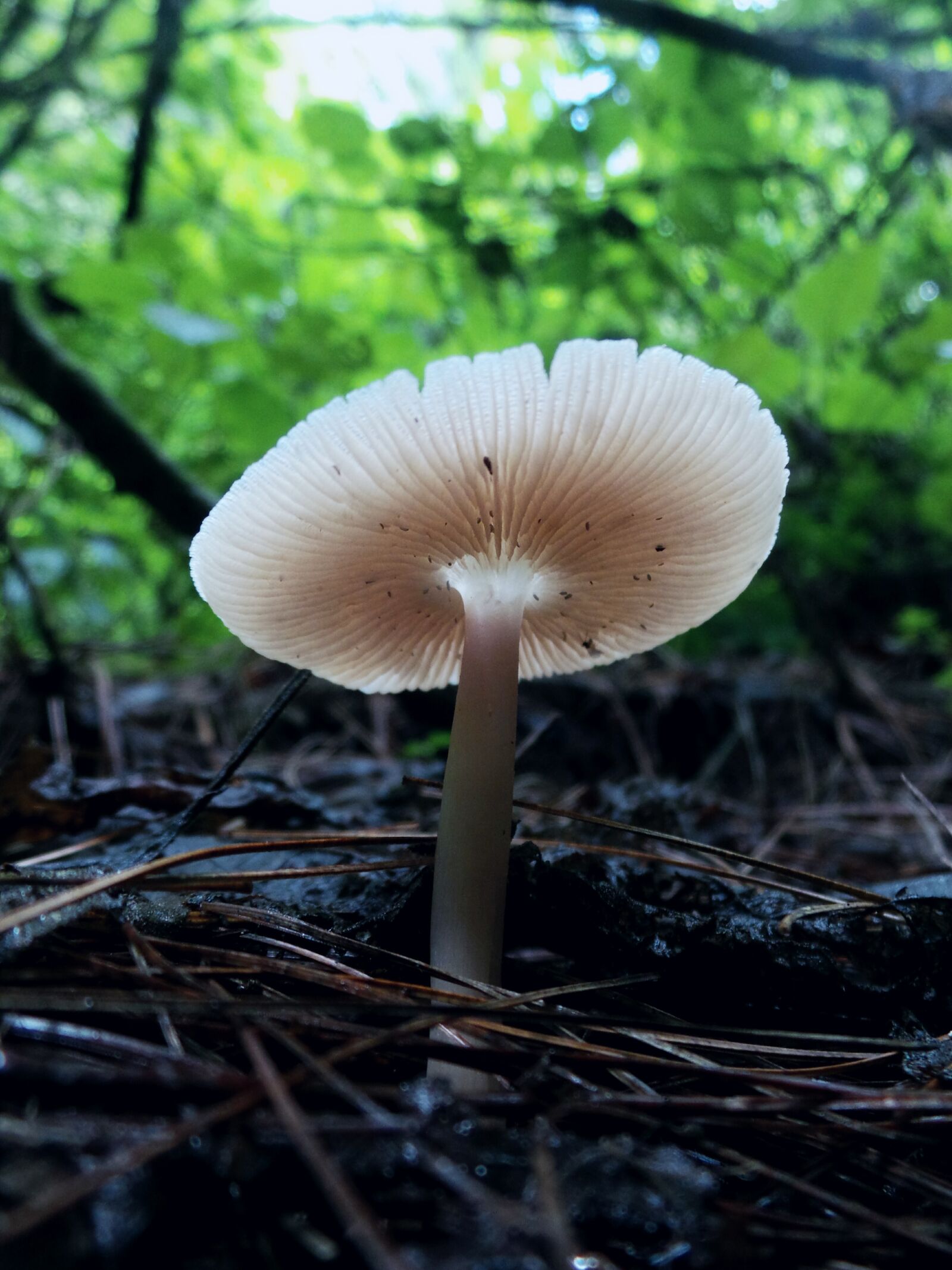 Samsung Galaxy Camera (Wi-Fi) sample photo. Nature, fungi, photography photography