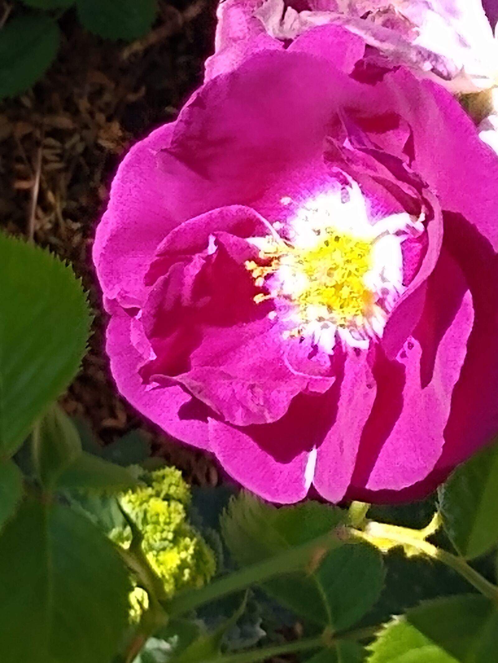 Motorola moto g(7) power sample photo. Rose, purple, rambling photography