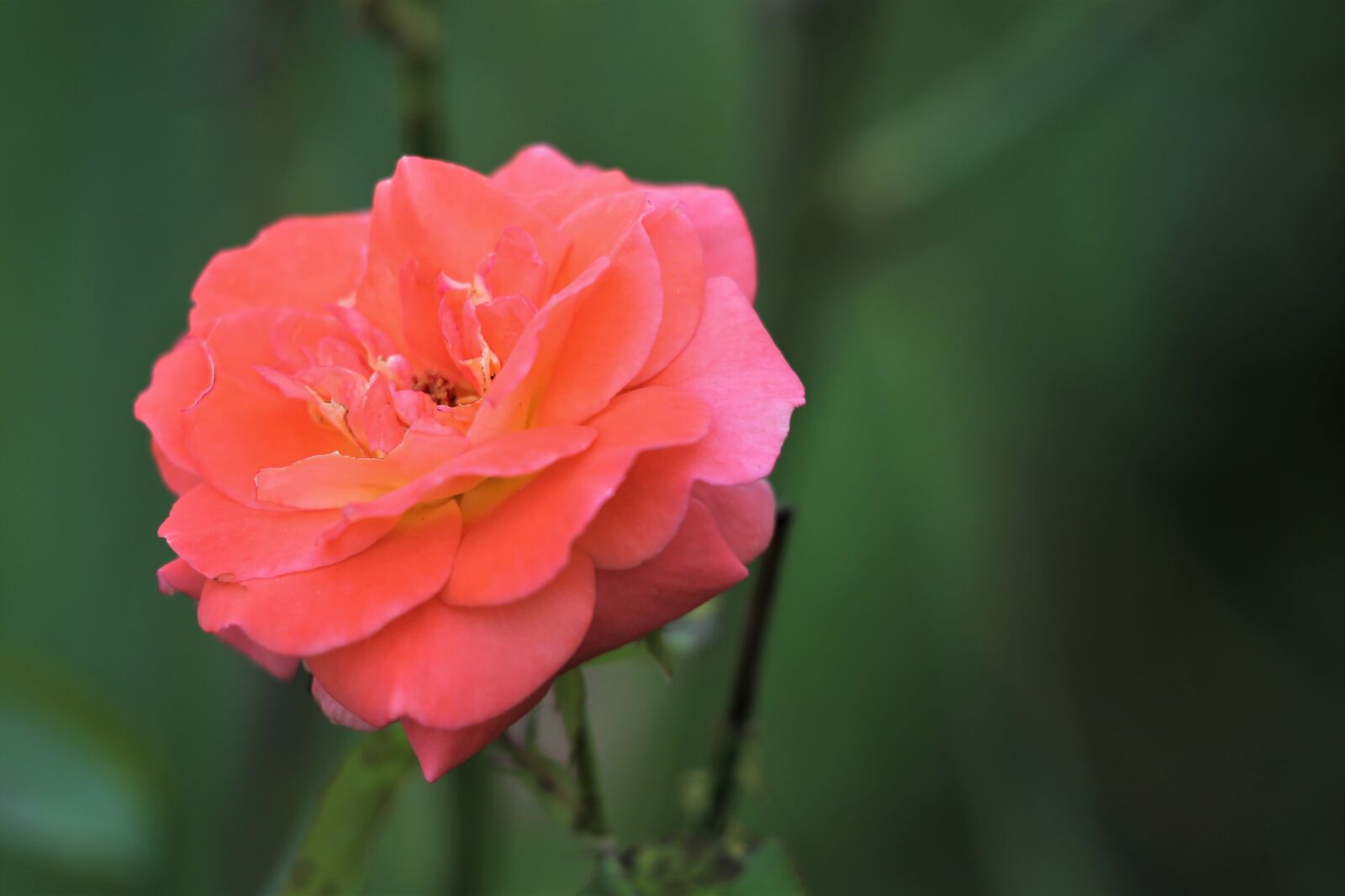Canon EF 70-300 F4-5.6 IS II USM sample photo. Orange pink rose, romantic photography