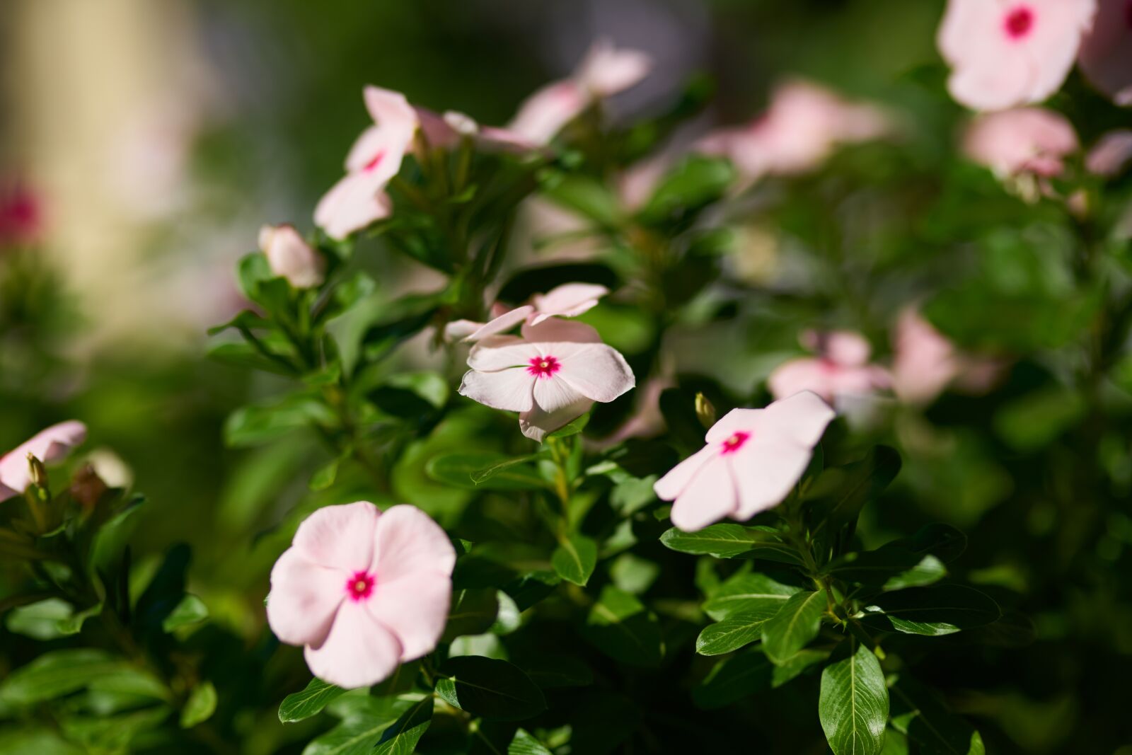 Sigma 85mm F1.4 DG HSM Art sample photo. Flower, pink, spring photography